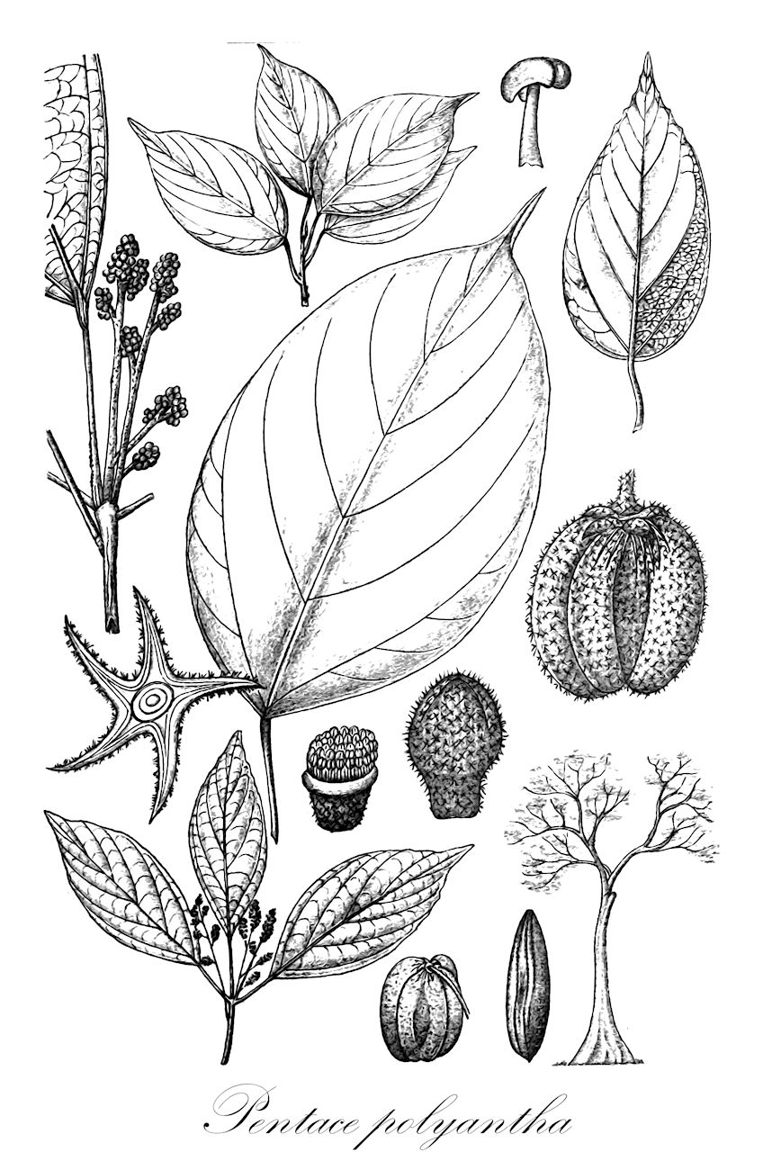 Pentace polyantha - Malvaceae,Plantae,Pteridobiotina,Angiosperms,Malvales,Malvaceae,Pentace,Pentace polyantha