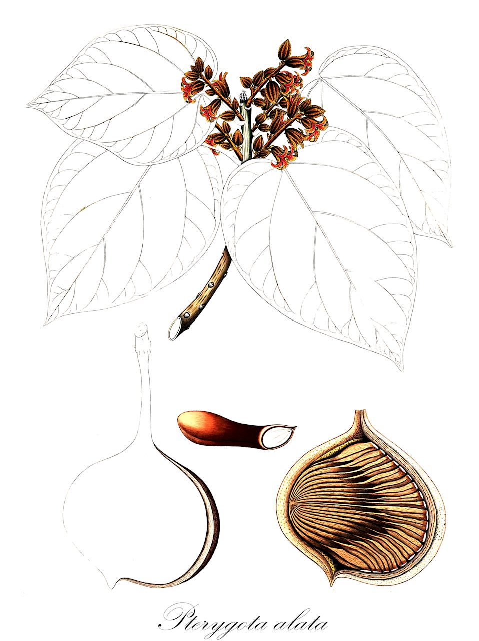 Pterygota alata - Malvaceae,Plantae,Pteridobiotina,Angiosperms,Malvales,Malvaceae,Pterygota,Pterygota alata,Clompanus alata, Pterygota alata var. irregularis, Pterygota roxburghii, Sterculia alata, Sterculia coccinea, Sterculia heynei