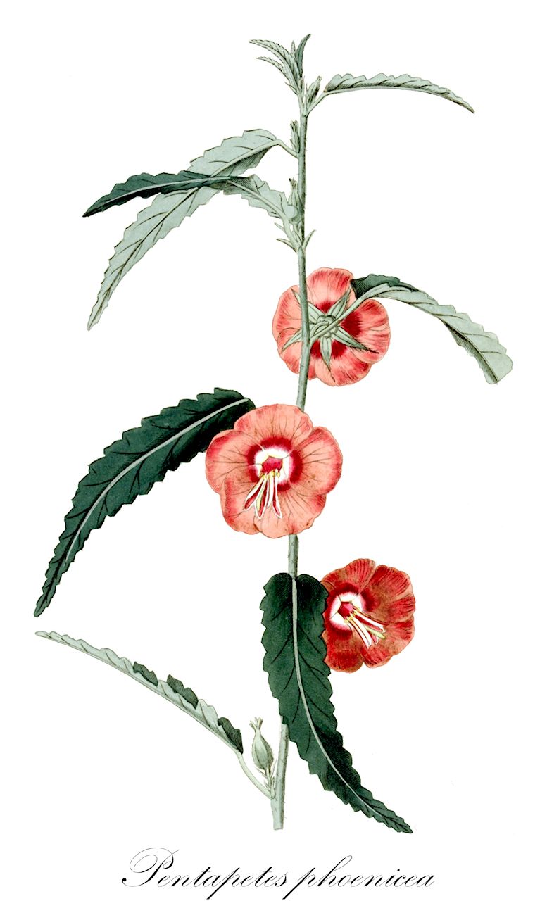 Pentapetes phoenicea - Malvaceae,Plantae,Pteridobiotina,Angiosperms,Malvales,Malvaceae,Pentapetes,Pentapetes phoenicea,Assonia phoenicea, Blattaria phoenicea, Brotera phoenicea, Cavanilla phoenicea, Dombeya phoenicea, Eriorhaphe phoenicea, Eriorhaphe punicea, Pentapetes angustifolia, Pentapetes cebuana, Pentapetes coccinea