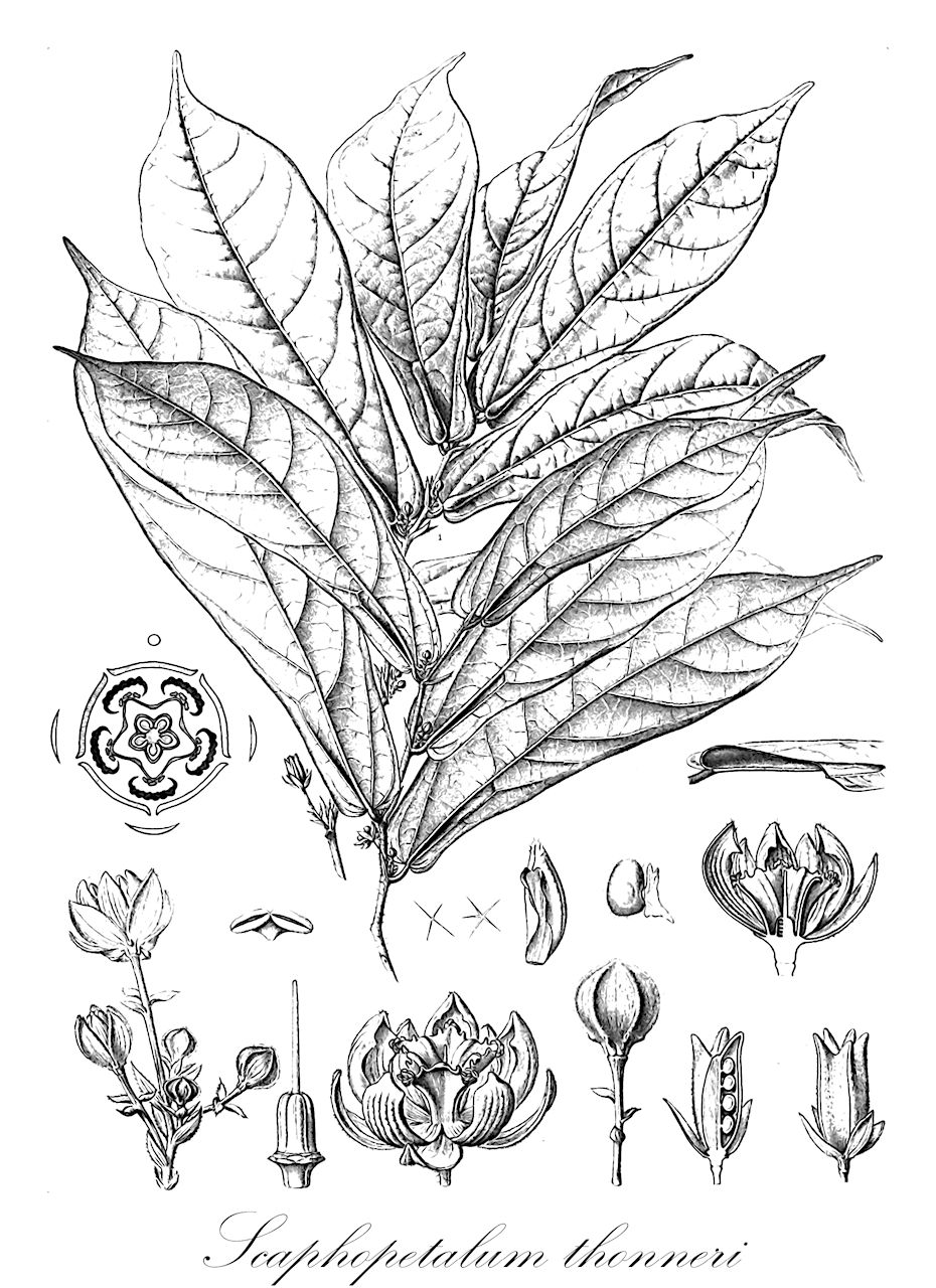 Scaphopetalum thonneri - Malvaceae,Plantae,Pteridobiotina,Angiosperms,Malvales,Malvaceae,Scaphopetalum,Scaphopetalum thonneri