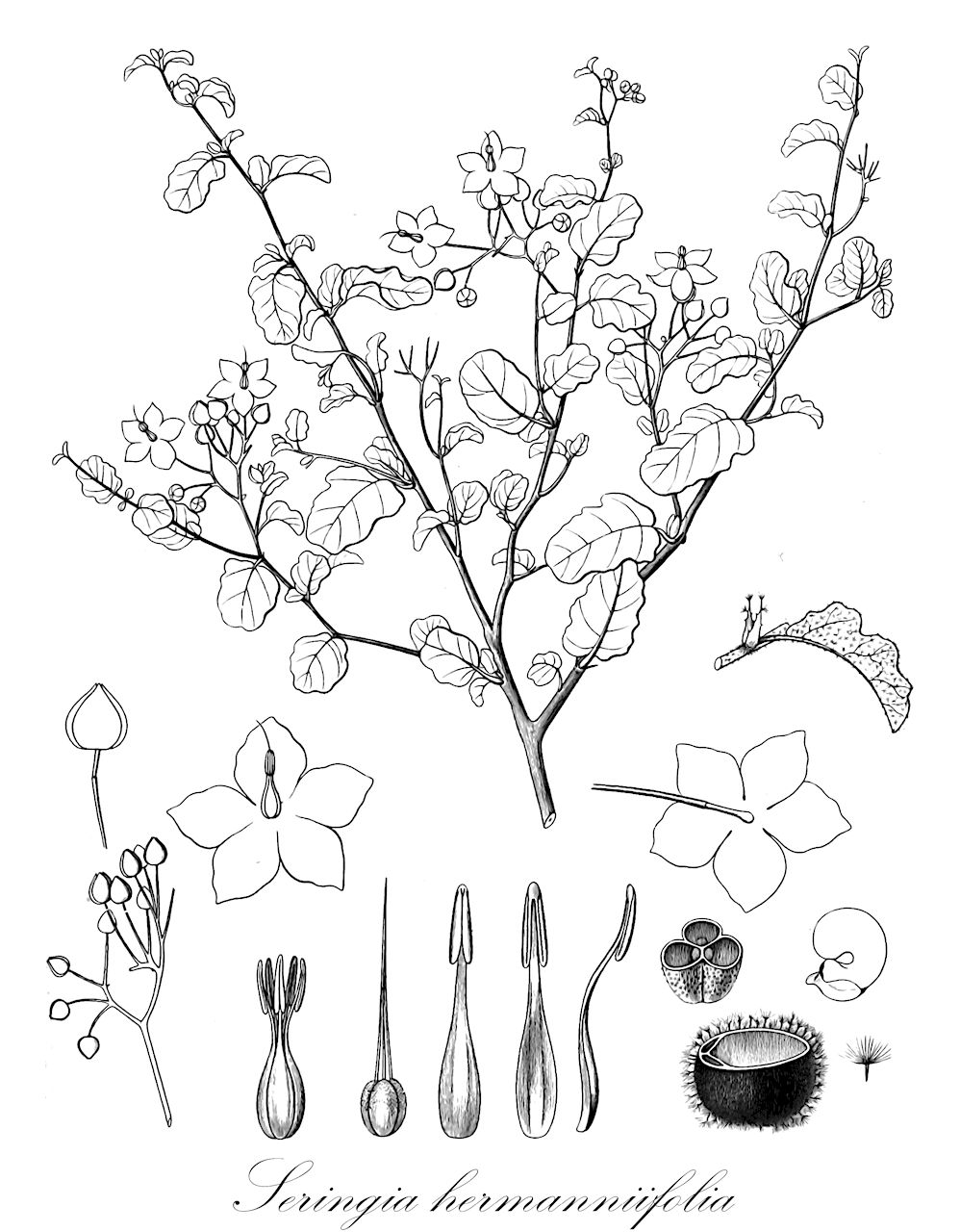 Seringia hermanniifolia - Malvaceae,Plantae,Pteridobiotina,Angiosperms,Malvales,Malvaceae,Seringia,Seringia hermanniifolia,Keraudrenia hermanniifolia, Keraudrenia microphylla, Seringia microphylla