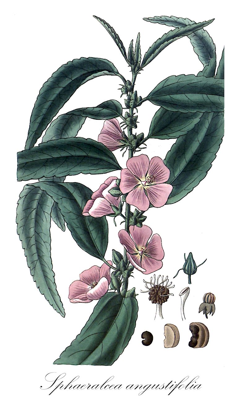 Sphaeralcea angustifolia - Malvaceae,Plantae,Pteridobiotina,Angiosperms,Malvales,Malvaceae,Sphaeralcea,Sphaeralcea angustifolia,Malva angustifolia, Malvastrum angustifolium, Malveopsis angustifolia, Sphaeralcea emoryi var. nevadensis, Sphaeroma angustifolium,copper globemallow;narrow-leaved globemallow