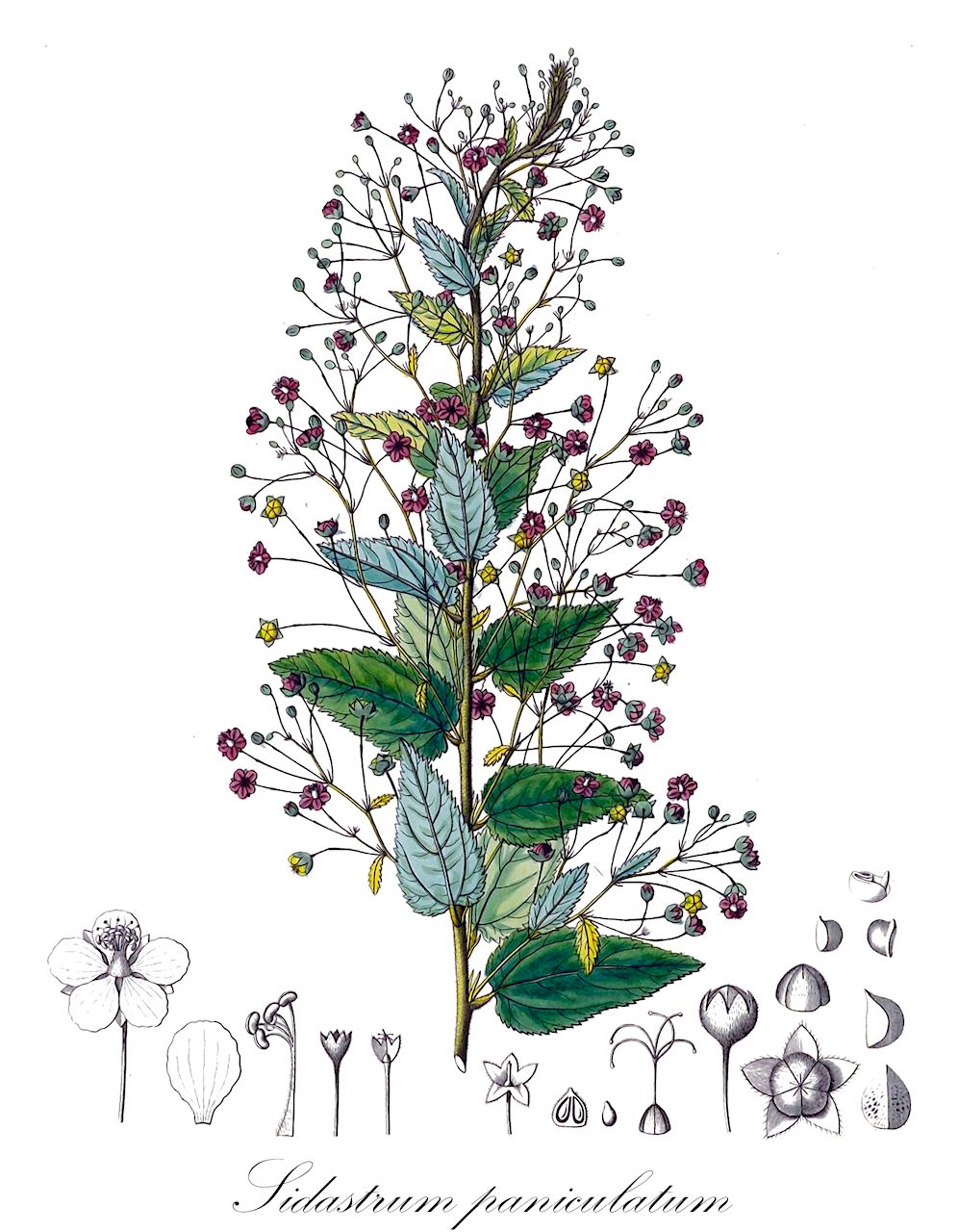 Sidastrum paniculatum - Malvaceae,Plantae,Pteridobiotina,Angiosperms,Malvales,Malvaceae,Sidastrum,Sidastrum paniculatum,Sida alpestris, Sida atrosanguinea, Sida capillaris, Sida floribunda, Sida humboldtii, Sida paniculata, Sida paniculata var. floribunda, Sida paniculata var. normalis, Sida paniculata var. rufescens, Sida schweinfurthii,cadillo liso;pichana;malva-roxa