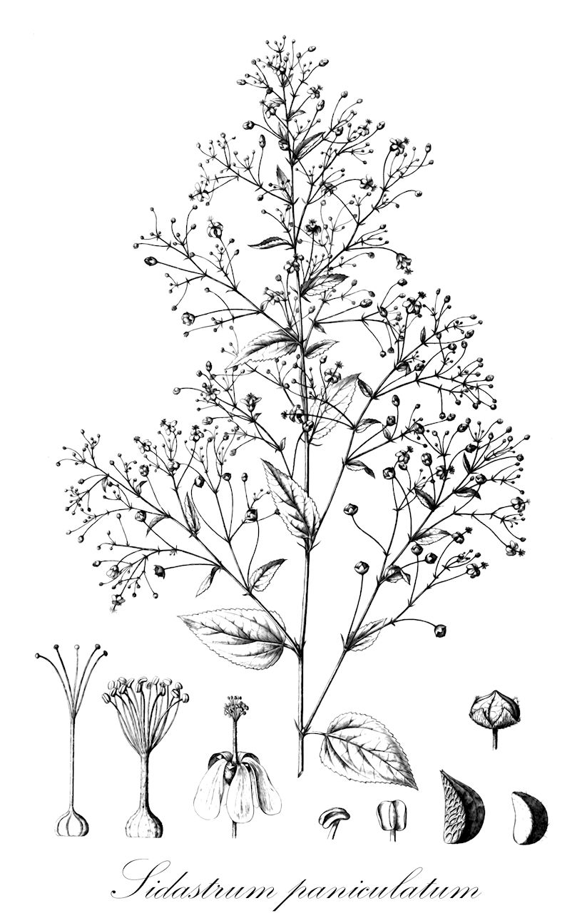 Sidastrum paniculatum - Malvaceae,Plantae,Pteridobiotina,Angiosperms,Malvales,Malvaceae,Sidastrum,Sidastrum paniculatum,Sida alpestris, Sida atrosanguinea, Sida capillaris, Sida floribunda, Sida humboldtii, Sida paniculata, Sida paniculata var. floribunda, Sida paniculata var. normalis, Sida paniculata var. rufescens, Sida schweinfurthii,cadillo liso;pichana;malva-roxa