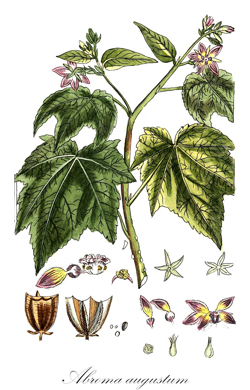 Abroma augustum - Malvaceae,Plantae,Pteridobiotina,Angiosperms,Malvales,Malvaceae,Abroma,Abroma augustum,Abroma alatum, Abroma angulatum, Abroma angulosum, Abroma commune, Abroma denticulatum, Abroma elongatum, Abroma fastuosum, Abroma javanicum, Abroma molle, Abroma obliquum, Abroma sinuosum, Abroma wheleri, Ambroma augustum, Theobroma augustum