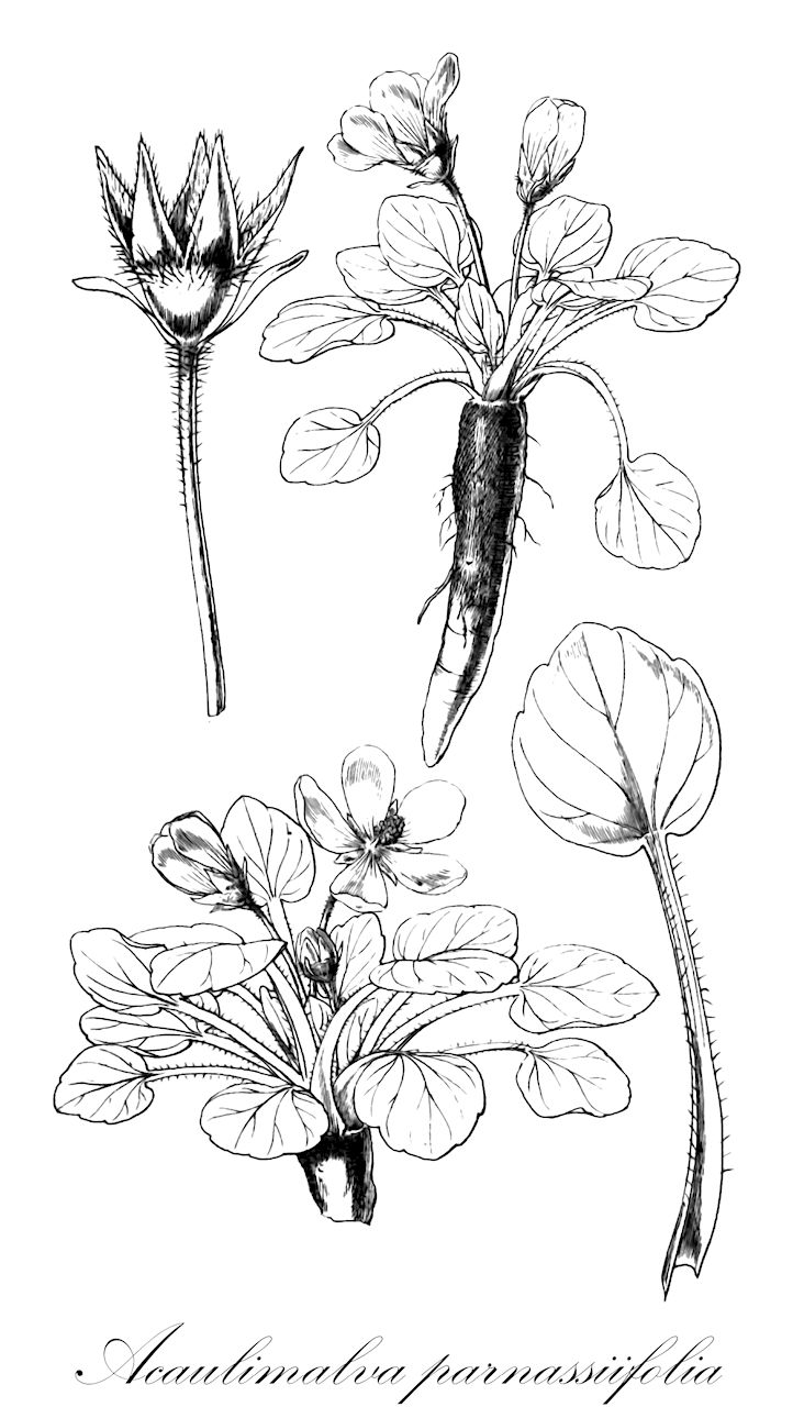 Acaulimalva parnassiifolia - Malvaceae,Plantae,Pteridobiotina,Angiosperms,Malvales,Malvaceae,Acaulimalva,Acaulimalva parnassiifolia,Malva parnassiaefolia, Malvastrum parnassiaefolium, Malveopsis parnassiaefolia, Sida parnassiaefolia, Sida parnassiifolia