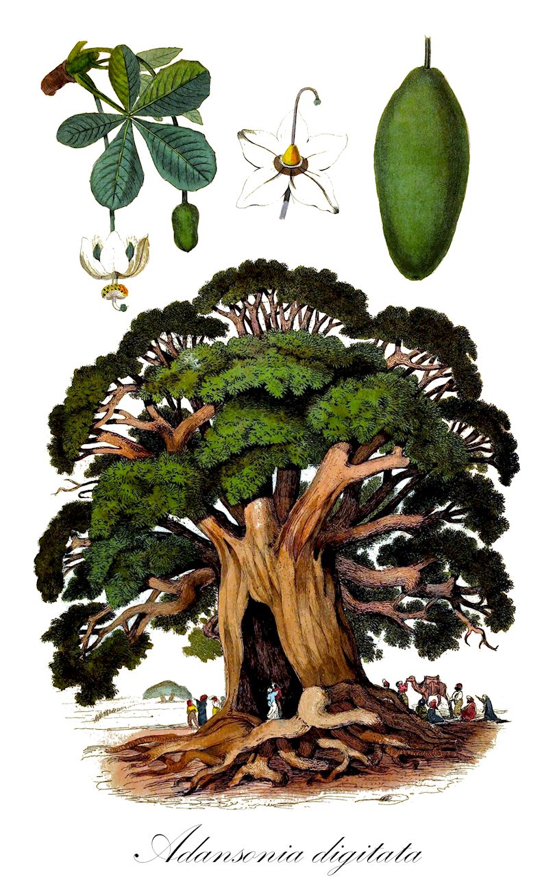 Adansonia digitata - Malvaceae,Plantae,Pteridobiotina,Angiosperms,Malvales,Malvaceae,Adansonia,Adansonia digitata,Adansonia bahobab, Adansonia baobab, Adansonia integrifolia, Adansonia kilima, Adansonia scutula, Adansonia situla, Adansonia somalensis, Adansonia sphaerocarpa, Adansonia sulcata, Baobabus digitata, Ophelus sitularius,Baobab;Afrikanische Affenbrotbaum;Afrikanischer Baobab;Affenbrotbaum