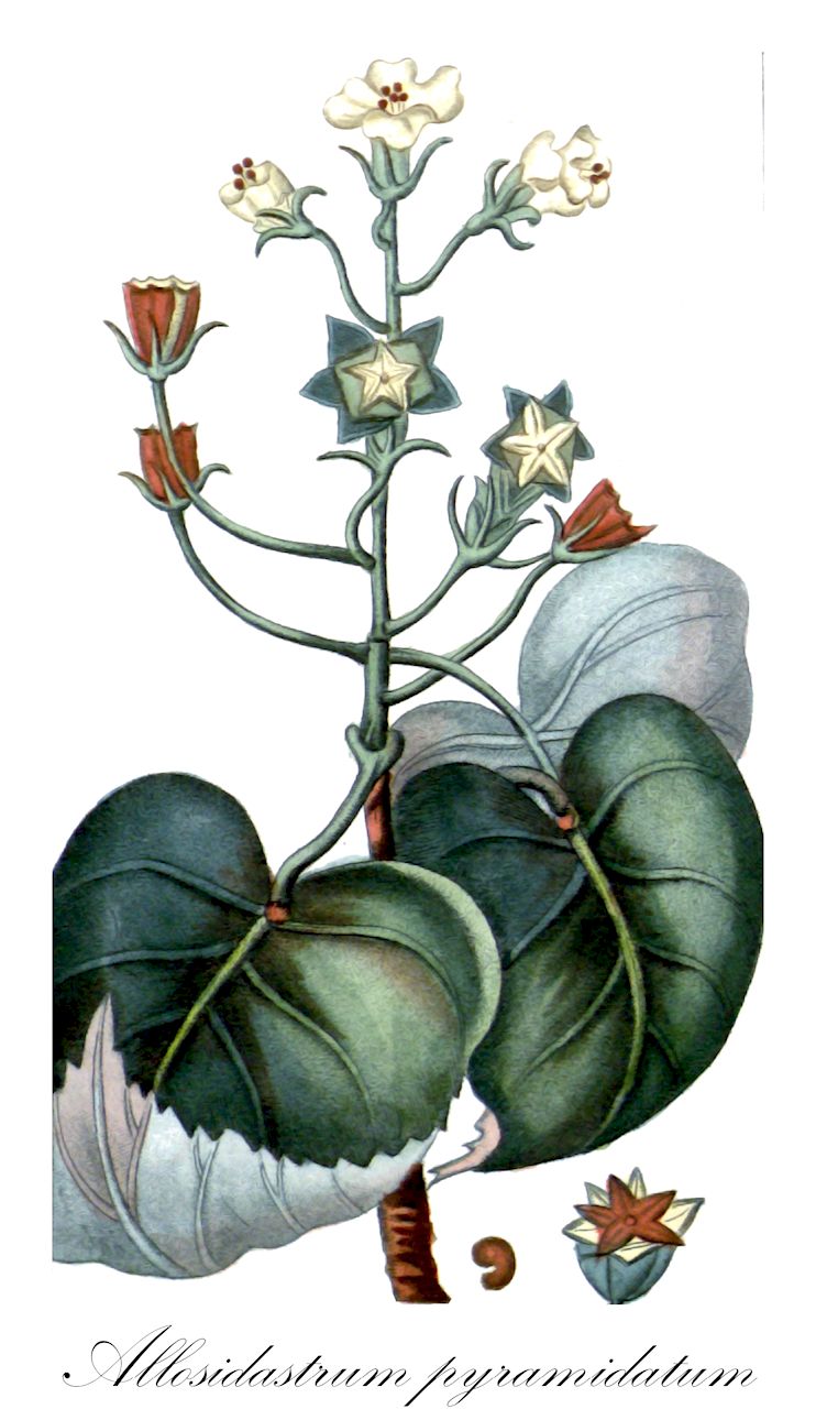Allosidastrum pyramidatum - Malvaceae,Plantae,Pteridobiotina,Angiosperms,Malvales,Malvaceae,Allosidastrum,Allosidastrum pyramidatum,Sida dumosa, Sida dumosa var. fendleri, Sida leiophylla, Sida pyramidata