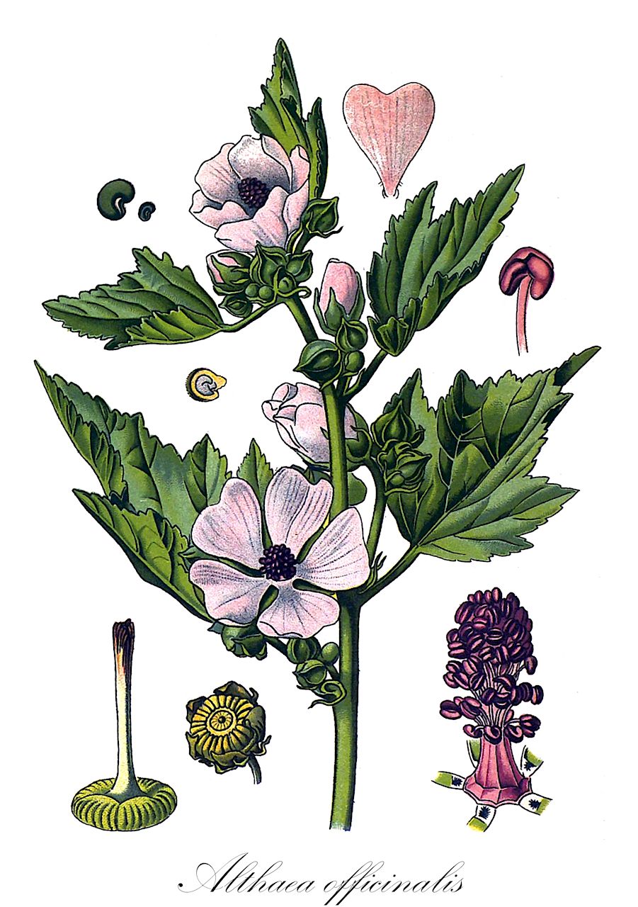 Althaea officinalis - Malvaceae,Plantae,Pteridobiotina,Angiosperms,Malvales,Malvaceae,Althaea,Althaea officinalis,Althaea balearica, Althaea kragujevacensis, Althaea kragujevacensis, Althaea multiflora, Althaea officinalis subsp. indica, Althaea officinalis var. obtusifolia, Althaea officinalis var. obtusiuscula, Althaea officinalis var. pallida, Althaea officinalis var. rotundifolia, Althaea officinalis var. thirkeana, Althaea officinalis var. vulgaris, Althaea pulchra, Althaea sublobata, Malva althaea, Malva maritima, Malva officinalis,Echter Eibisch;Eibisch;Heilwurz;Sammt-Pappel;Weisse Pappel;marsh-mallow;marshmallow;guimauve officinale;common marshmallow;Guimauve officinale;mauve blanche;althée;guimauve;malvavisco;altea;malvi;bismalva;altea común;malvavisco común;malvavisco verdadero;marmait;matilla cañamera;Altea comune;Bismalva;altea officinale;malvavisco;malvacioni;benefischi;buonvischio;malvavischio;vanlig syren;echte heemst;malvaisco;alteia;malvaísco;алтей аптечный;алтей лекарственный;deli hatmi;mollohire;mullanjadhe;takra;malví;ljekoviti bijeli sljez;altearot;läkemalva;læge-stokrose;prawoślaz lekarski;birôdo-aoi;ビロードアオイ;navadni slez;orvosi ziliz;proskurník lékařský;nalbă de luncă;nalbă mare;pîinea Domnului;ibiš lekársky;алтея лікарська;лечебна ружа;бели слезац;netofit refu'it;נְטוֹפִית רְפוּאִית;yào kuí;药葵