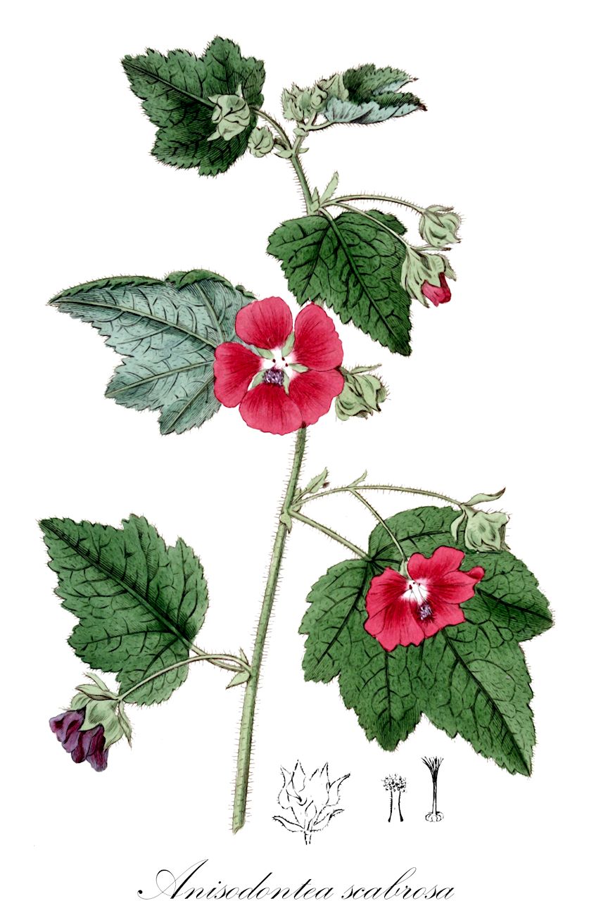 Anisodontea scabrosa - Malvaceae,Plantae,Pteridobiotina,Angiosperms,Malvales,Malvaceae,Anisodontea,Anisodontea scabrosa,Malva amoena, Malva calycina, Malva fragrans, Malva glutinosa, Malva retusa, Malva scabrosa, Malva scariosa, Malva stricta, Malvastrum amoenum, Malvastrum burchellii, Malvastrum calycinum, Malvastrum capense, Malvastrum fragrans, Malvastrum puniceum, Malvastrum retusum, Malvastrum riparium, Malvastrum scabrosum, Malvastrum strictum, Malvastrum trilobatum, Malvastrum virgatum, Malvastrum virgatum var. angustifolium, Malvastrum virgatum var. oblongifolium, Malveopsis calycina, Malveopsis fragrans, Malveopsis scabrosum, Malveopsis stricta