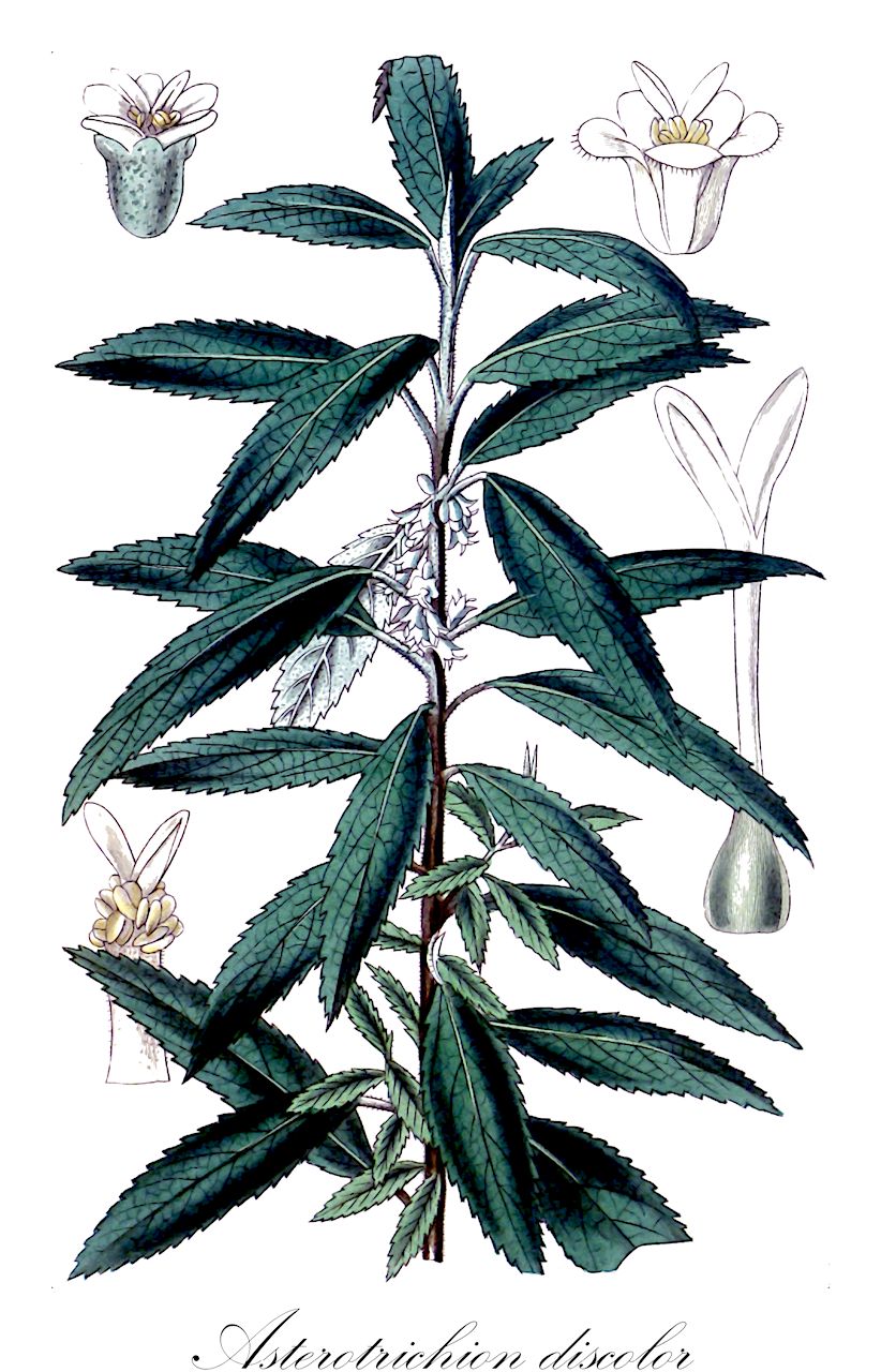 Asterotrichion discolor - Malvaceae,Plantae,Pteridobiotina,Angiosperms,Malvales,Malvaceae,Asterotrichion,Asterotrichion discolor,Asterotrichion sidoides, Blepharanthemum sidoides, Napaea discolor, Plagianthus discolor, Plagianthus lampenii, Plagianthus petiolaris, Plagianthus sidoides, Sida discolor
