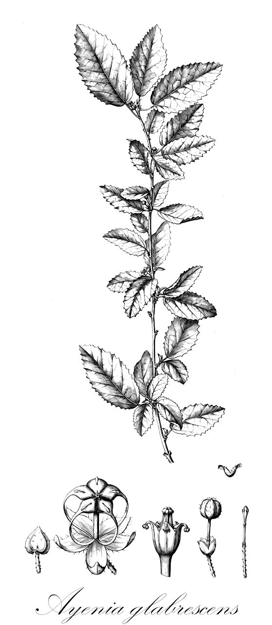 Ayenia glabrescens - Malvaceae,Plantae,Pteridobiotina,Angiosperms,Malvales,Malvaceae,Ayenia,Ayenia glabrescens