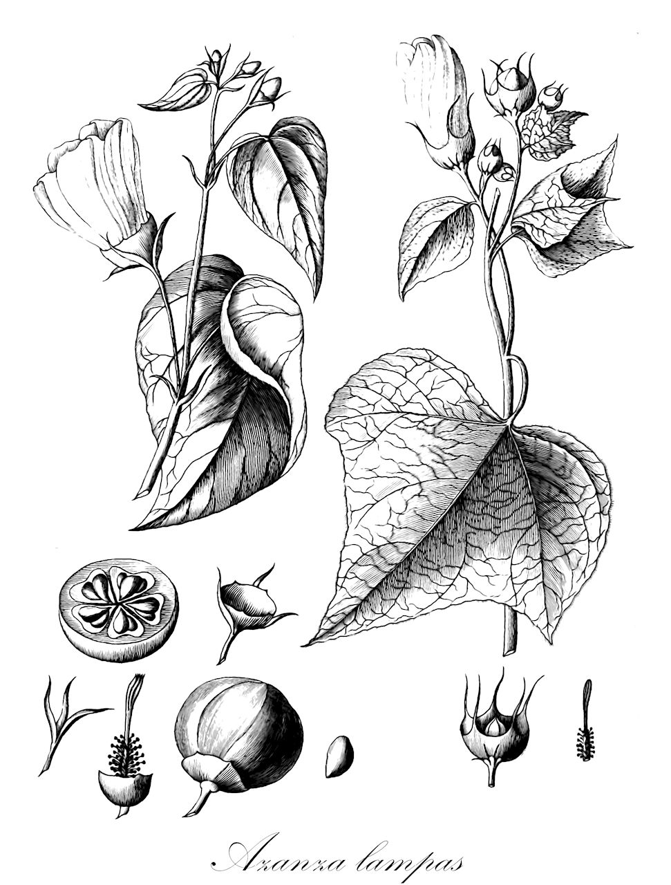 Azanza lampas - Malvaceae,Plantae,Pteridobiotina,Angiosperms,Malvales,Malvaceae,Azanza,Azanza lampas,Abelmoschus acuminatus, Abelmoschus zollingeri, Azanza acuminata, Azanza zollingeri, Bupariti lampas, Hibiscus callosus, Hibiscus lampadius, Hibiscus lampas, Hibiscus tetralocularis, Pariti gangeticum, Thespesia lampas, Thespesia lampas var. longisepala, Thespesia sublobata