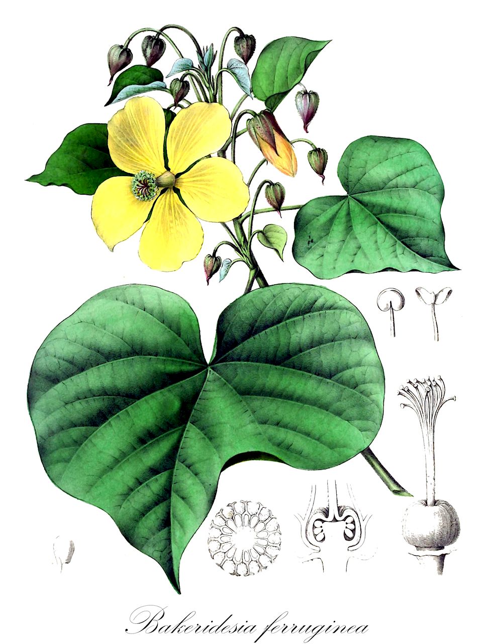 Bakeridesia ferruginea - Malvaceae,Plantae,Pteridobiotina,Angiosperms,Malvales,Malvaceae,Bakeridesia,Bakeridesia ferruginea,Abutilon galeottii, Abutilon macranthum, Abutilon peyritschii, Abutilon planiflorum, Bakeridesia galeottii, Sida ferruginea