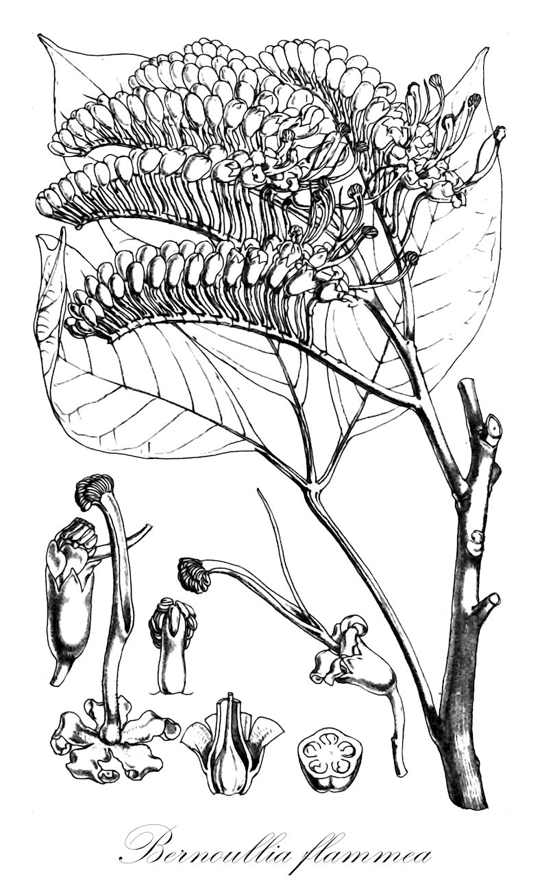 Bernoullia flammea - Malvaceae,Plantae,Pteridobiotina,Angiosperms,Malvales,Malvaceae,Bernoullia,Bernoullia flammea