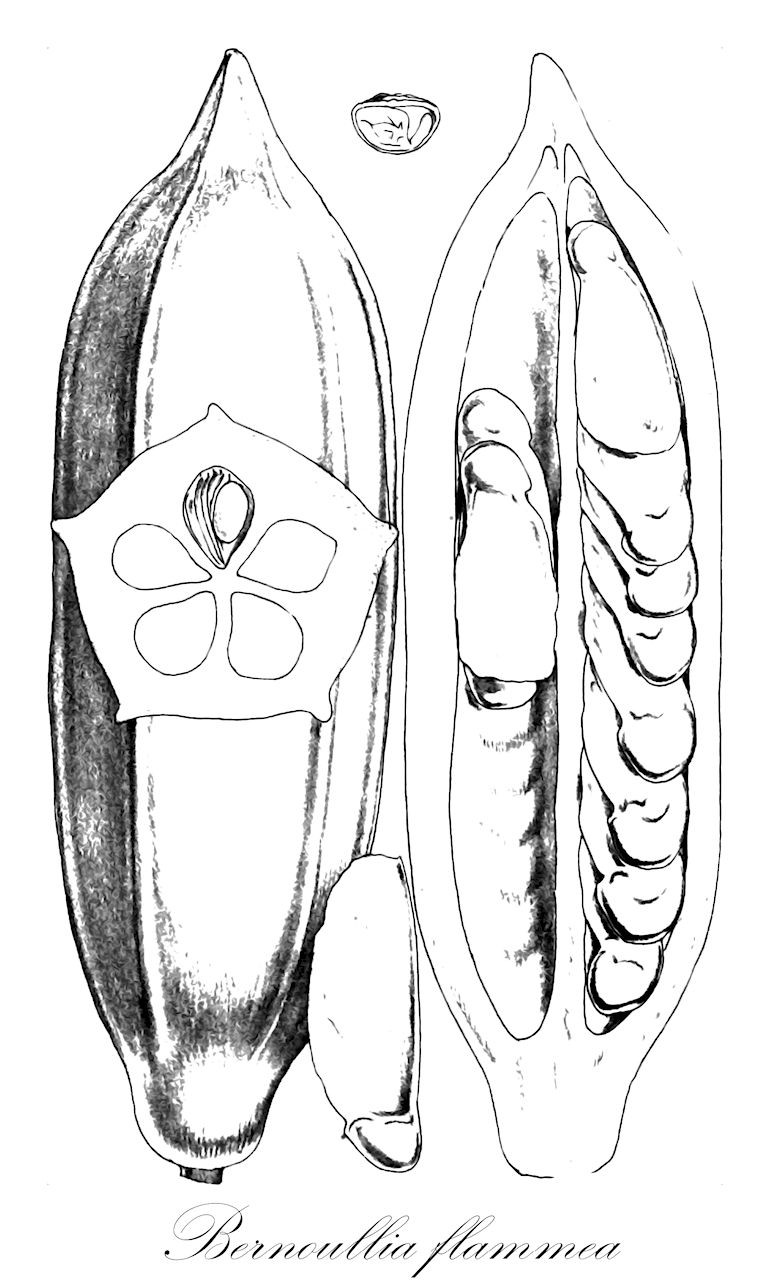 Bernoullia flammea - Malvaceae,Plantae,Pteridobiotina,Angiosperms,Malvales,Malvaceae,Bernoullia,Bernoullia flammea