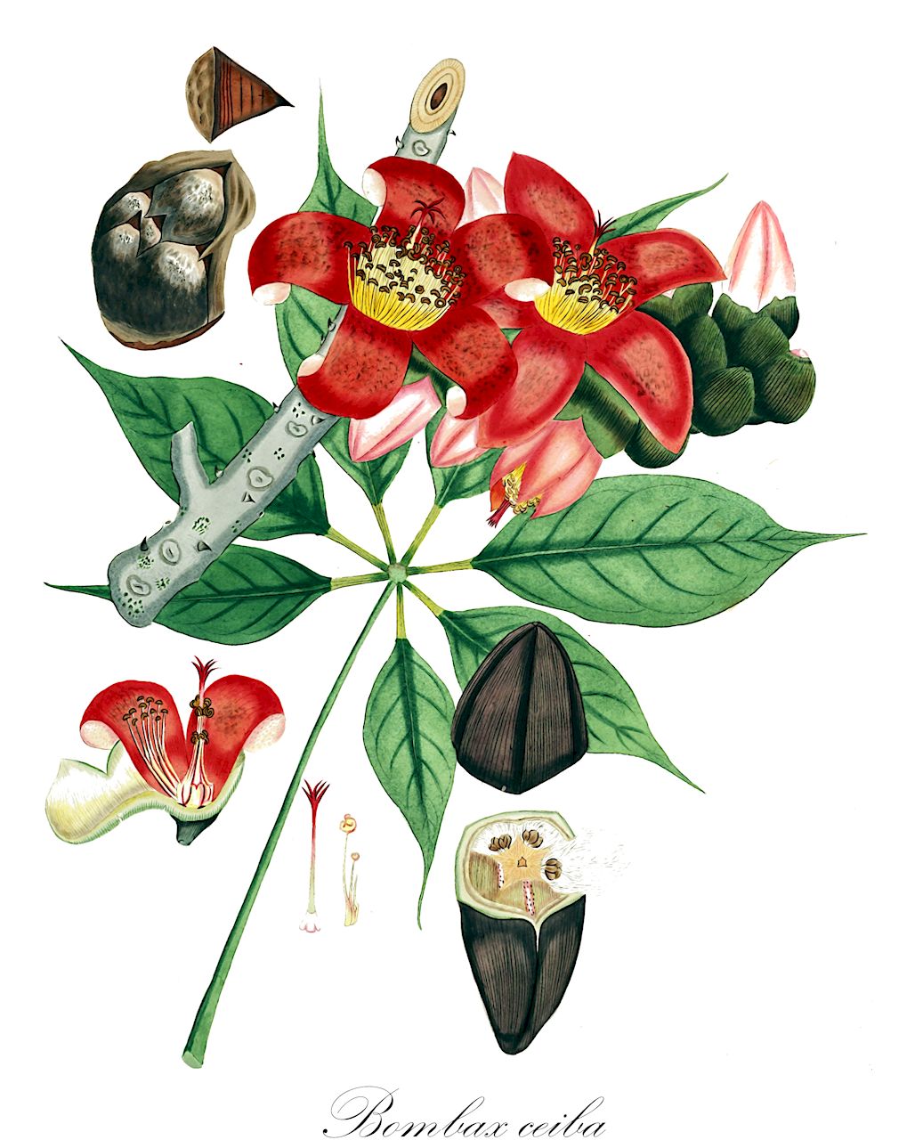 Bombax ceiba - Malvaceae,Plantae,Pteridobiotina,Angiosperms,Malvales,Malvaceae,Bombax,Bombax ceiba,Bombacopsis quinata, Bombax aculeatum, Bombax ceiba, Bombax ceiba var. leiocarpum, Bombax heptaphyllum, Bombax malabaricum, Bombax quinatum, Bombax thorelii, Bombax tussacii, Gossampinus malabarica, Gossampinus rubra, Gossampinus thorelii, Melaleuca grandiflora, Pachira quinata, Pochota quinata, Salmalia malabarica
