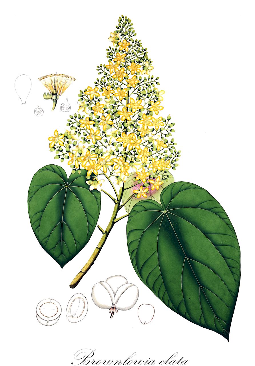 Brownlowia elata - Malvaceae,Plantae,Pteridobiotina,Angiosperms,Malvales,Malvaceae,Brownlowia,Brownlowia elata,Brownlowia gamosepala, Columbia gamosepala, Humea elata, Pterospermum paniculatum