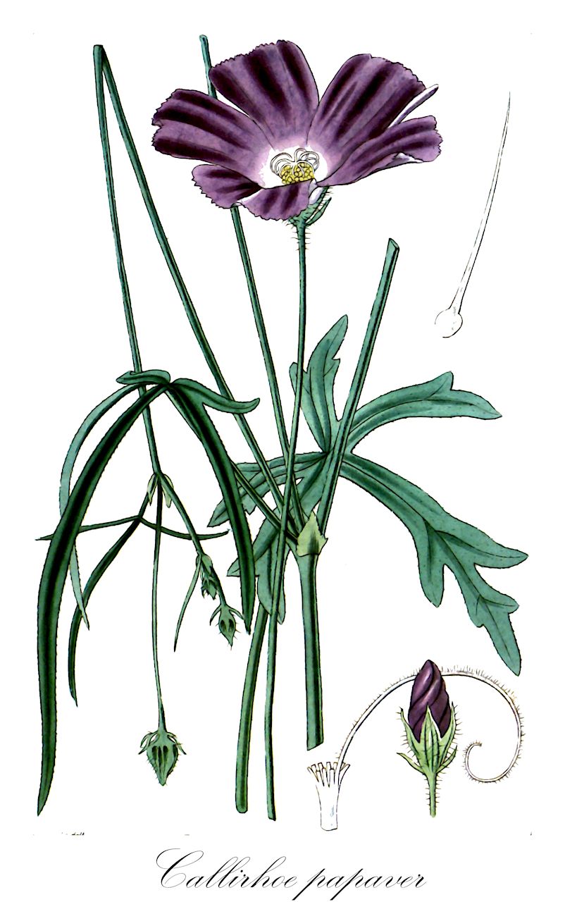 Callirhoe papaver - Malvaceae,Plantae,Pteridobiotina,Angiosperms,Malvales,Malvaceae,Callirhoe,Callirhoe papaver,Malva grandiflora, Malva nuttalloides, Malva papaver, Malva papaveriformis, Nuttallia ambigua, Nuttallia grandiflora, Nuttallia papaver, Rhoeadia grandiflora, Sesquicella papaver,Echte Mohnmalve