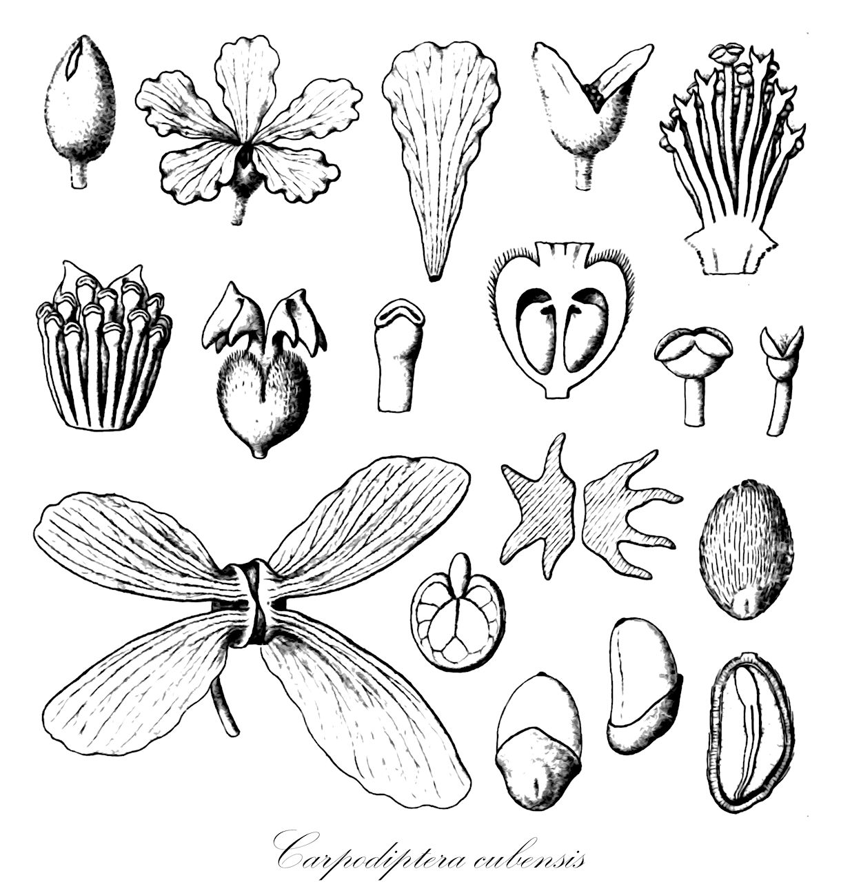 Carpodiptera cubensis - Malvaceae,Plantae,Pteridobiotina,Angiosperms,Malvales,Malvaceae,Carpodiptera,Carpodiptera cubensis,Berrya cubensis