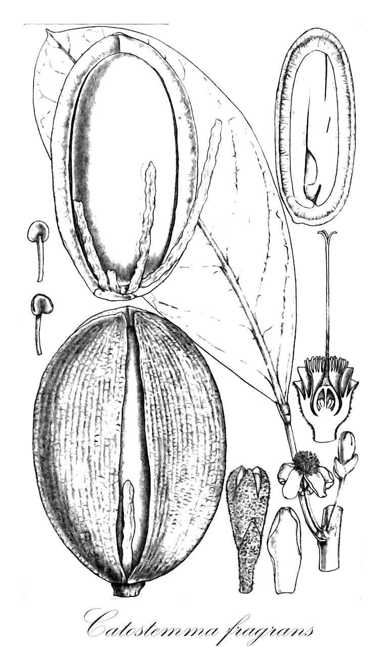 Catostemma fragrans - Malvaceae,Plantae,Pteridobiotina,Angiosperms,Malvales,Malvaceae,Catostemma,Catostemma fragrans,Catostemma macrosperma, Catostemma macrospermum, Guenetia macrosperma