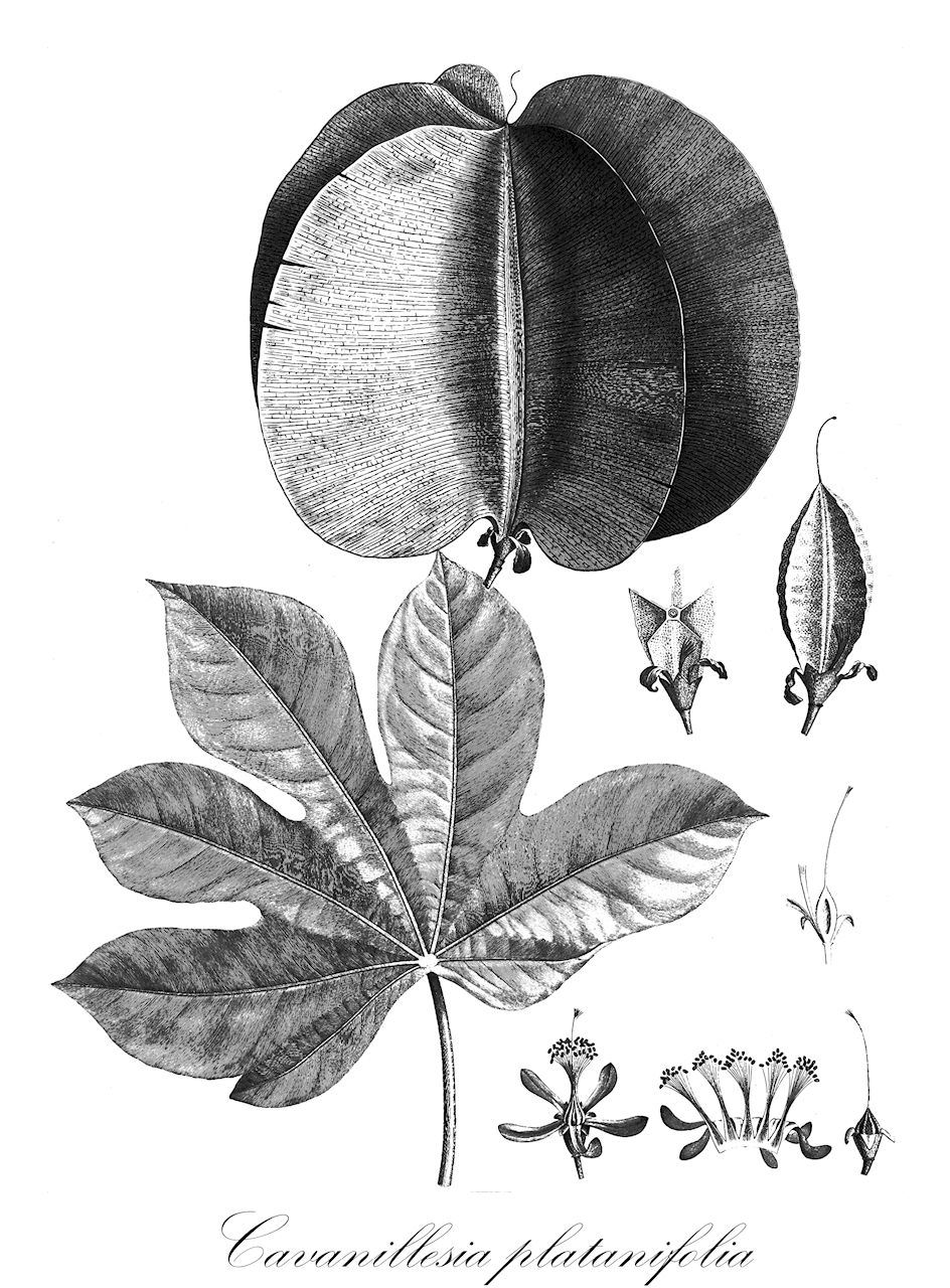 Cavanillesia platanifolia - Malvaceae,Plantae,Pteridobiotina,Angiosperms,Malvales,Malvaceae,Cavanillesia,Cavanillesia platanifolia,Pourretia platanifolia