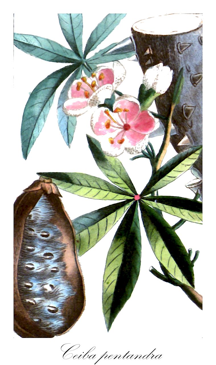 Ceiba pentandra - Malvaceae,Plantae,Pteridobiotina,Angiosperms,Malvales,Malvaceae,Ceiba,Ceiba pentandra,Bombax cumanense, Bombax guineense, Bombax guineensis, Bombax inerme, Bombax mompoxense, Bombax occidentale, Bombax orientale, Bombax pentandrum, Bombax pentandrum, Bombax plumosum, Ceiba anfractuosa, Ceiba caribaea, Ceiba casearia, Ceiba guineensis, Ceiba guineensis var. ampla, Ceiba guineensis var. clausa, Ceiba occidentalis, Ceiba pentandra f. albolana, Ceiba pentandra f. grisea, Ceiba pentandra var. caribaea, Ceiba pentandra var. clausa, Ceiba pentandra var. dehiscens, Ceiba pentandra var. indica, Ceiba thonnerii, Ceiba thonningii, Eriodendron anfractuosum, Eriodendron anfractuosum var. africanum, Eriodendron anfractuosum var. caribaeum, Eriodendron anfractuosum var. guianense, Eriodendron anfractuosum var. indicum, Eriodendron caribaeum, Eriodendron caribaeum, Eriodendron guineense, Eriodendron occidentale, Eriodendron orientale, Eriodendron pentandrum, Gossampinus alba, Gossampinus rumphii, Xylon pentandrum,Kapokbaum;Wollbaum