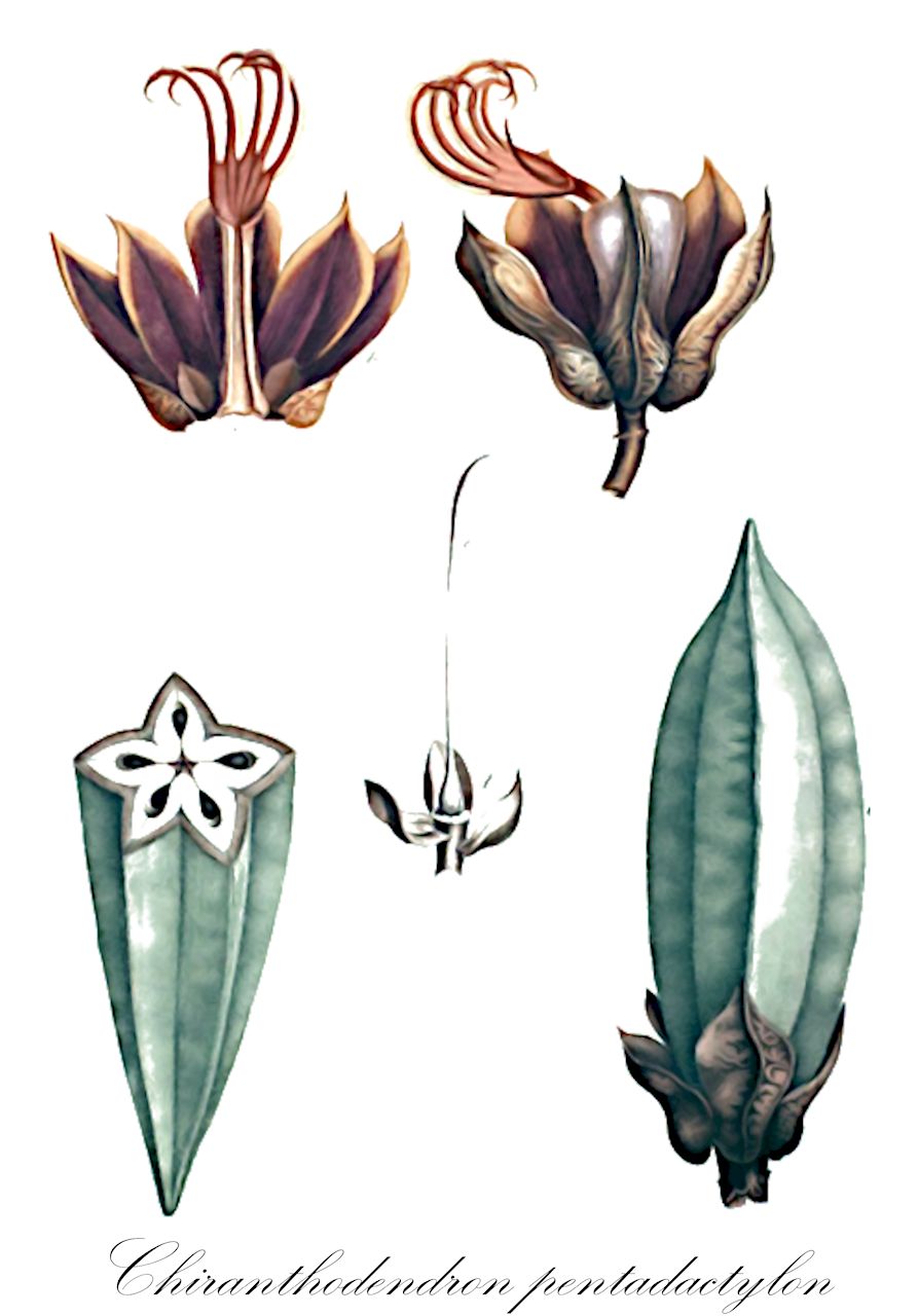 Chiranthodendron pentadactylon - Malvaceae,Plantae,Pteridobiotina,Angiosperms,Malvales,Malvaceae,Chiranthodendron,Chiranthodendron pentadactylon,Cheirostemon apetalus, Cheirostemon platanoides, Chiranthodendron platanoides