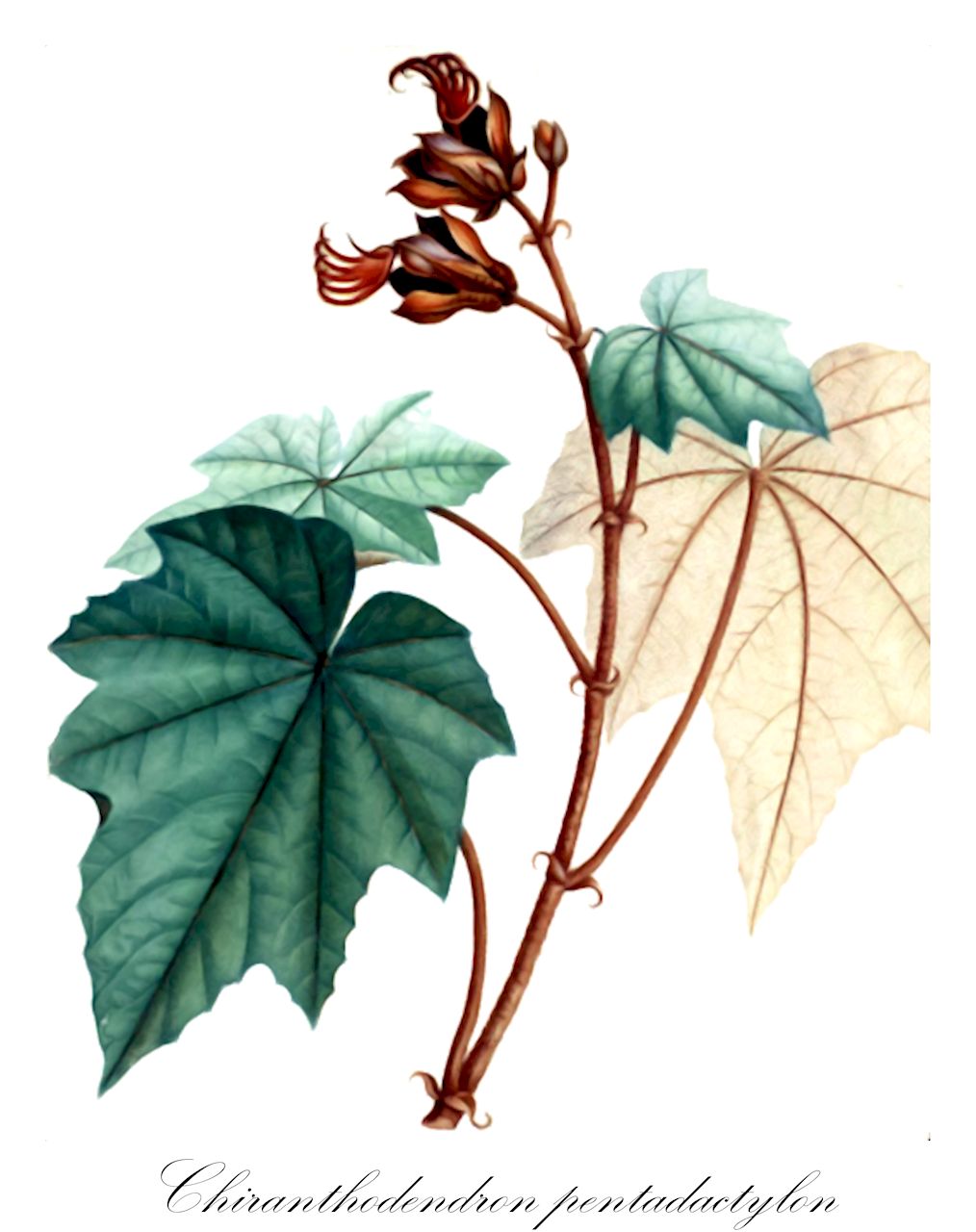 Chiranthodendron pentadactylon - Malvaceae,Plantae,Pteridobiotina,Angiosperms,Malvales,Malvaceae,Chiranthodendron,Chiranthodendron pentadactylon,Cheirostemon apetalus, Cheirostemon platanoides, Chiranthodendron platanoides