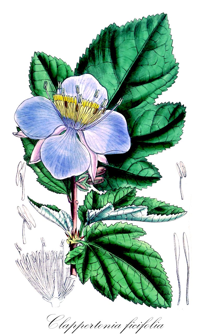 Clappertonia ficifolia - Malvaceae,Plantae,Pteridobiotina,Angiosperms,Malvales,Malvaceae,Clappertonia,Clappertonia ficifolia,Honckenya ficifolia, Honckenya willdenowii