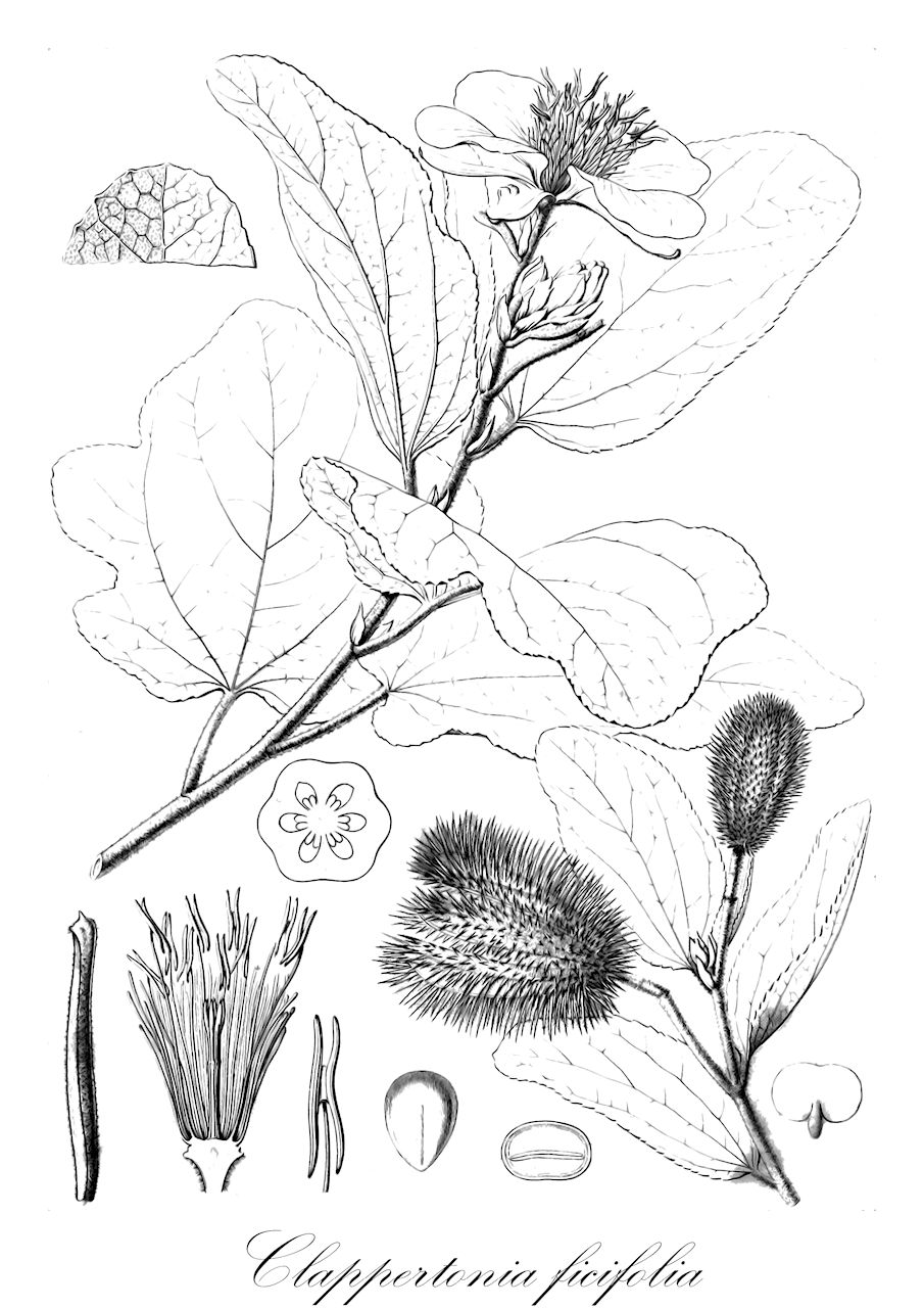 Clappertonia ficifolia - Malvaceae,Plantae,Pteridobiotina,Angiosperms,Malvales,Malvaceae,Clappertonia,Clappertonia ficifolia,Honckenya ficifolia, Honckenya willdenowii