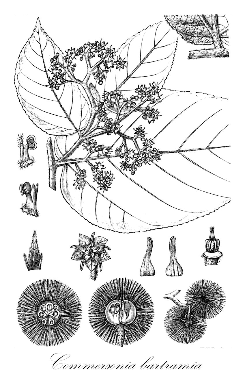 Commersonia bartramia - Malvaceae,Plantae,Pteridobiotina,Angiosperms,Malvales,Malvaceae,Commersonia,Commersonia bartramia,Byttneria caledonica, Byttneria hypoleuca, Commersonia echinata, Commersonia echinata var. bancroftii, Commersonia echinata var. javana, Commersonia echinata var. platyphylla, Commersonia javensis, Commersonia platyphylla, Commersonia platyphylla var. lechenaultii, Commersonia rhamnoides, Muntingia bartramia, Pimia rhamnoides, Restiaria echinata, Restiaria echinata var. platyphylla, Ricinus odoratus