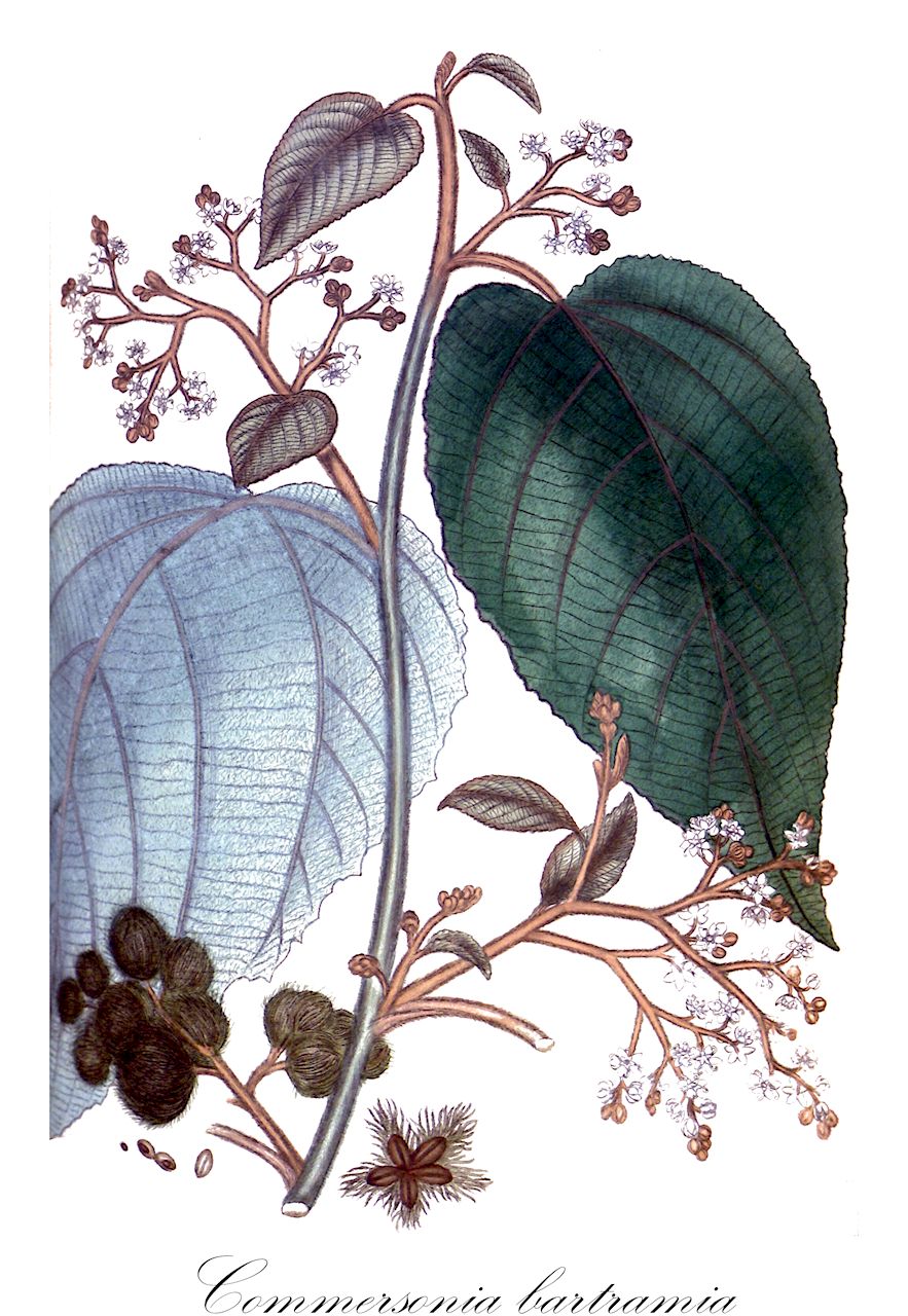 Commersonia bartramia - Malvaceae,Plantae,Pteridobiotina,Angiosperms,Malvales,Malvaceae,Commersonia,Commersonia bartramia,Byttneria caledonica, Byttneria hypoleuca, Commersonia echinata, Commersonia echinata var. bancroftii, Commersonia echinata var. javana, Commersonia echinata var. platyphylla, Commersonia javensis, Commersonia platyphylla, Commersonia platyphylla var. lechenaultii, Commersonia rhamnoides, Muntingia bartramia, Pimia rhamnoides, Restiaria echinata, Restiaria echinata var. platyphylla, Ricinus odoratus