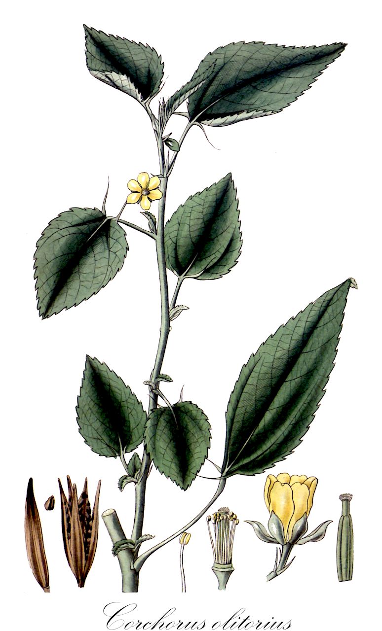 Corchorus olitorius - Malvaceae,Plantae,Pteridobiotina,Angiosperms,Malvales,Malvaceae,Corchorus,Corchorus olitorius,Corchorus catharticus, Corchorus decemangularis, Corchorus lanceolatus, Corchorus longicarpus, Corchorus malchairi, Corchorus olitorius f. grandifolius, Corchorus olitorius var. australiensis, Corchorus olitorius var. incisifolius, Corchorus olitorius var. malchairii, Corchorus quinquelocularis,Langkapsel-Jute;jute;mauve des juifs;mélochie;corette;yute de fruto alargado;corcoro siliquoso;corcoro ortense;malva dei giardini;jute;melóquia;mühliye;taiwan-tsunaso;nagami-tsunaso;ナガミツナソ;タイワンツナソ;moroheiya;モロヘイヤ;iută;mallucheyah ne'echelet;מַלּוּכְיָה נֶאֱכֶלֶת;cháng shuò huáng má;长蒴黄麻
