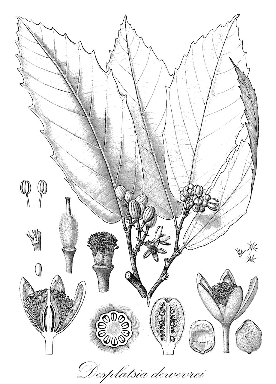 Desplatsia dewevrei - Malvaceae,Plantae,Pteridobiotina,Angiosperms,Malvales,Malvaceae,Desplatsia,Desplatsia dewevrei,Desplatsia dewevrei var. subintegrifolia, Desplatsia lutea, Desplatsia trillesiana, Duboscia acuminata, Grewiella dewevrei, Grewiopsis dewevrei, Grewiopsis dewevrei var. subintegrifolia, Grewiopsis trillesiana