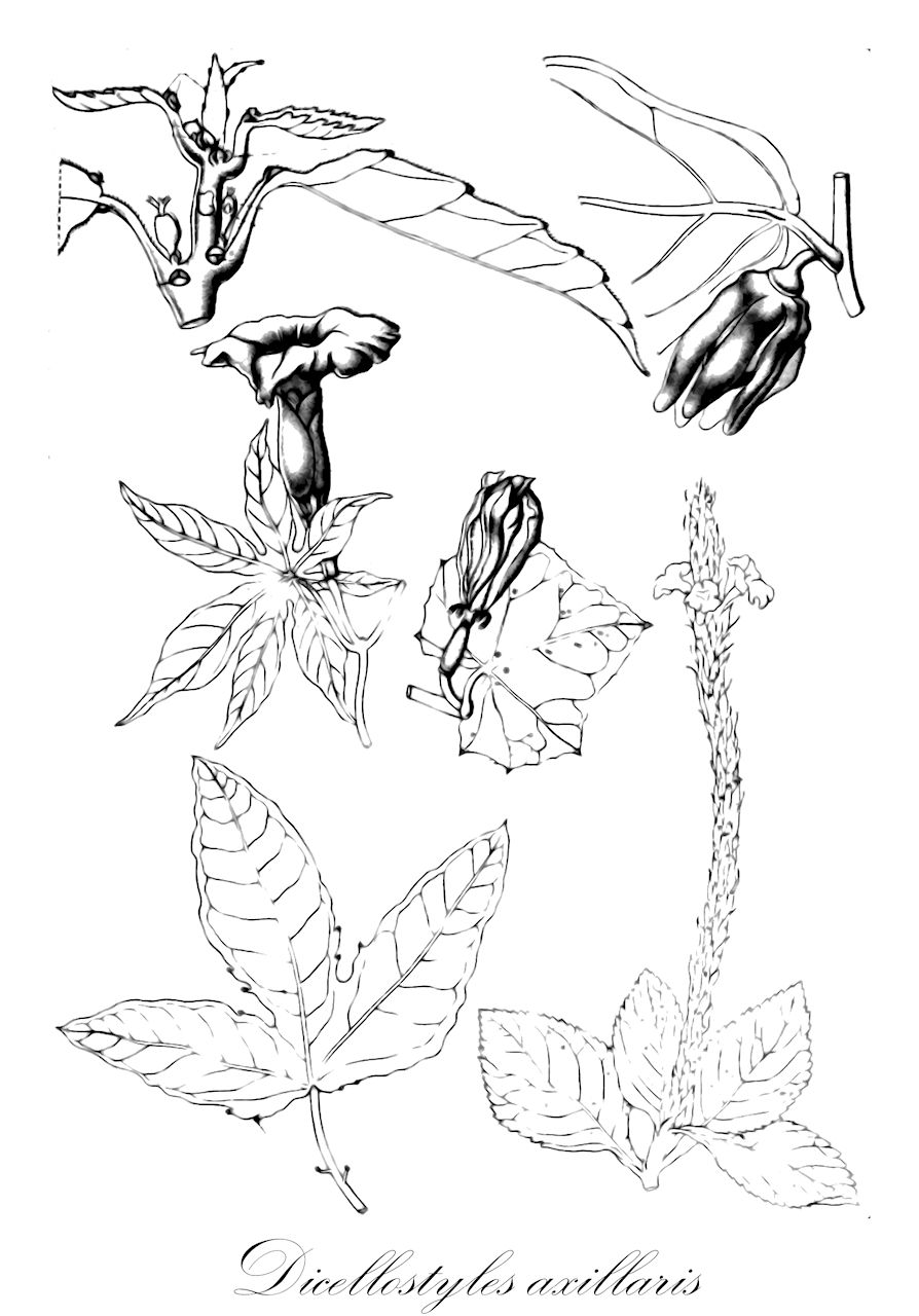 Dicellostyles axillaris - Malvaceae,Plantae,Pteridobiotina,Angiosperms,Malvales,Malvaceae,Dicellostyles,Dicellostyles axillaris