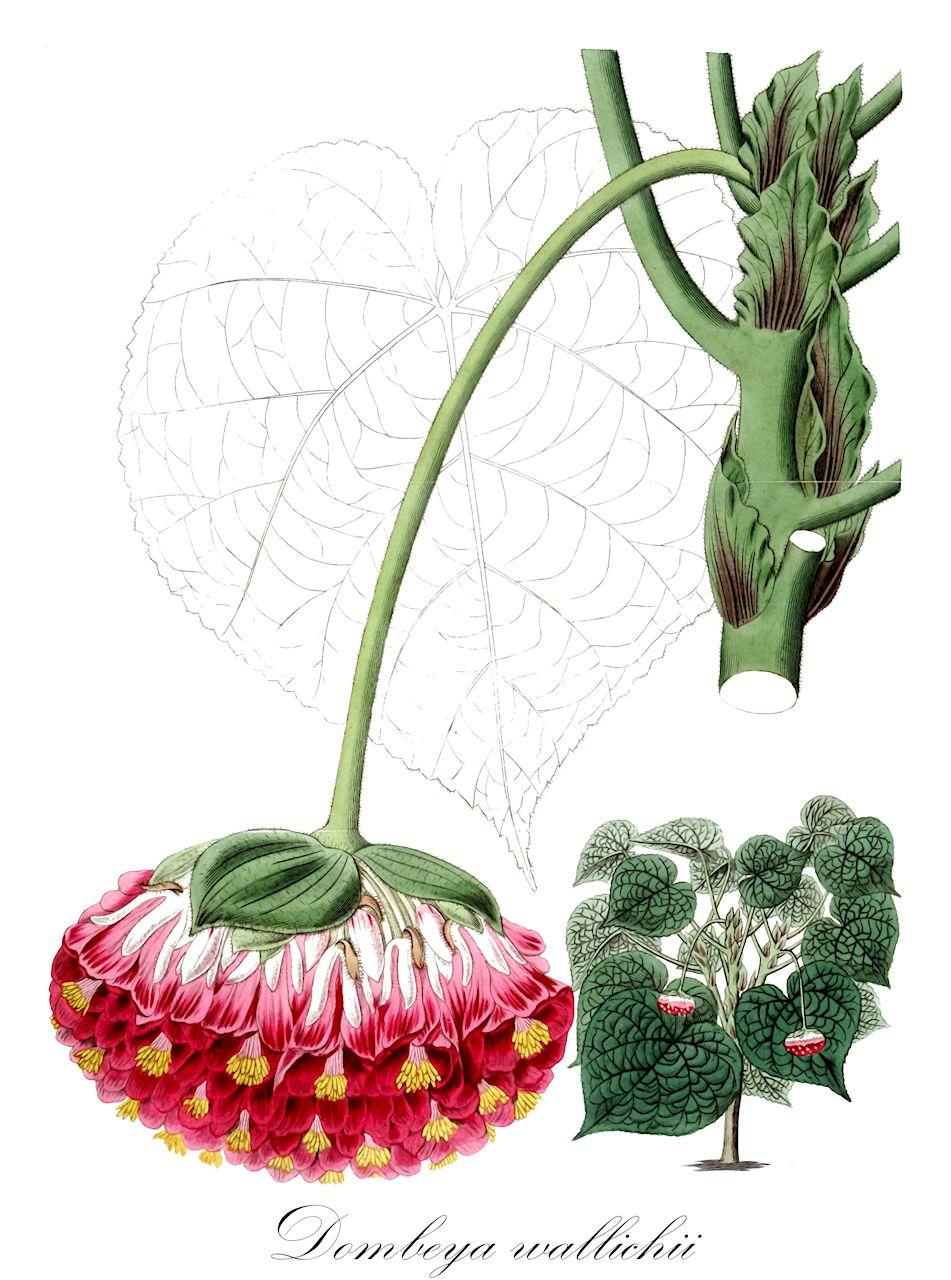 Dombeya wallichii - Malvaceae,Plantae,Pteridobiotina,Angiosperms,Malvales,Malvaceae,Dombeya,Dombeya wallichii,Assonia wallichii, Astrapaea penduliflora, Astrapaea speciosa, Astrapaea wallichii, Dombeya penduliflora, Dombeya speciosa