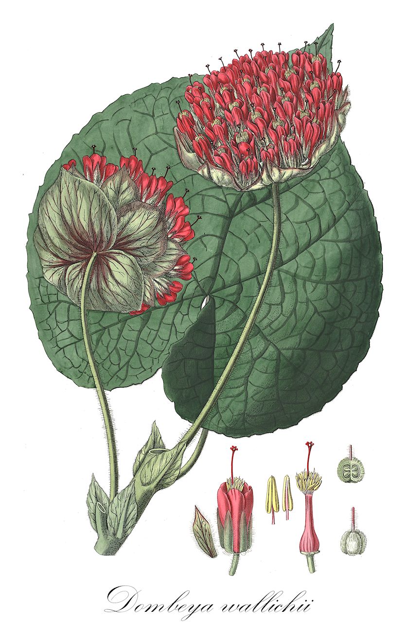 Dombeya wallichii - Malvaceae,Plantae,Pteridobiotina,Angiosperms,Malvales,Malvaceae,Dombeya,Dombeya wallichii,Assonia wallichii, Astrapaea penduliflora, Astrapaea speciosa, Astrapaea wallichii, Dombeya penduliflora, Dombeya speciosa
