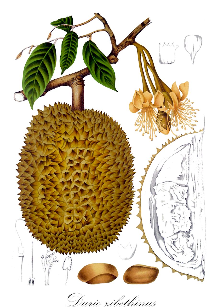 Durio zibethinus - Malvaceae,Plantae,Pteridobiotina,Angiosperms,Malvales,Malvaceae,Durio,Durio zibethinus,Durio acuminatissimus, Durio stercoraceus