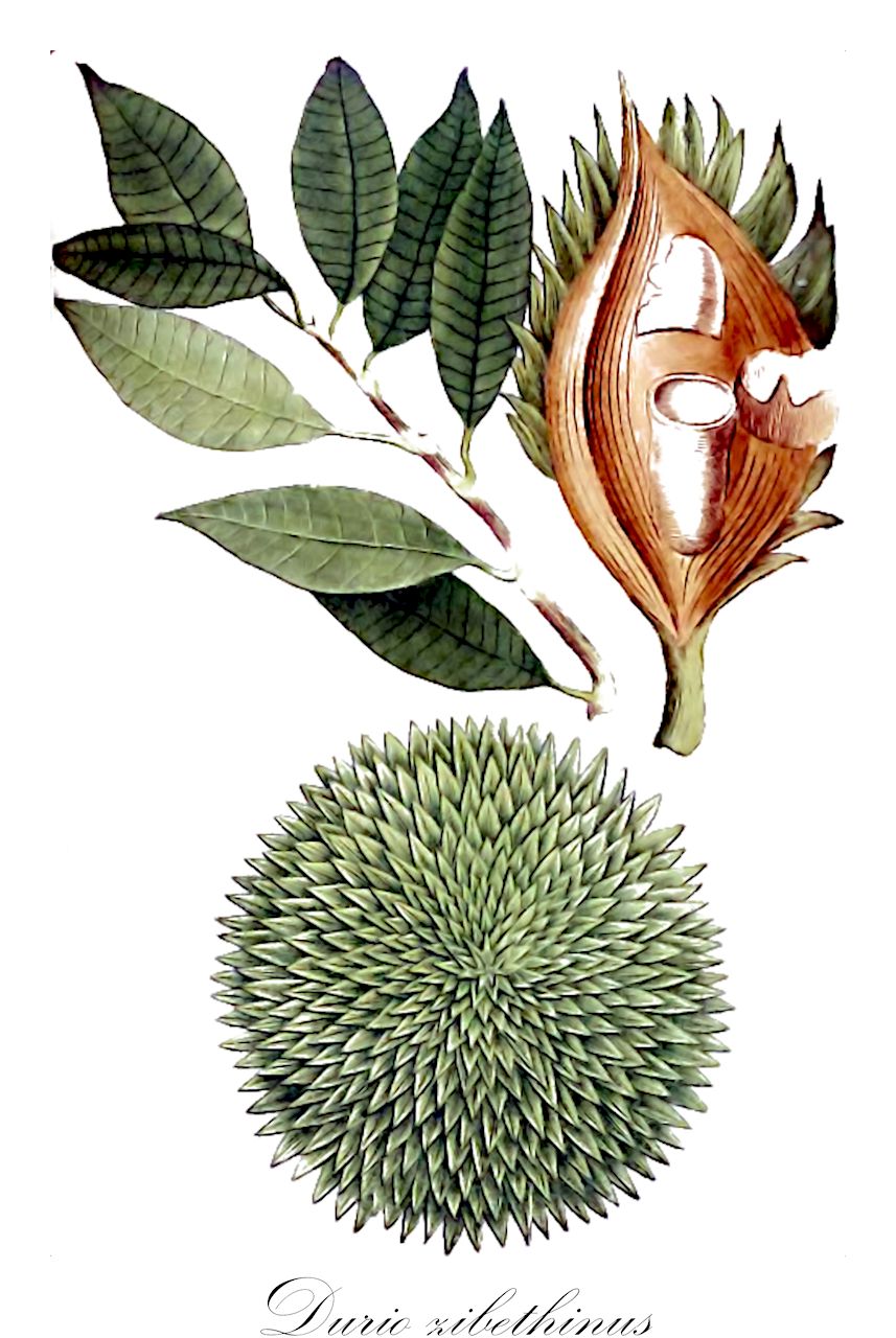 Durio zibethinus - Malvaceae,Plantae,Pteridobiotina,Angiosperms,Malvales,Malvaceae,Durio,Durio zibethinus,Durio acuminatissimus, Durio stercoraceus