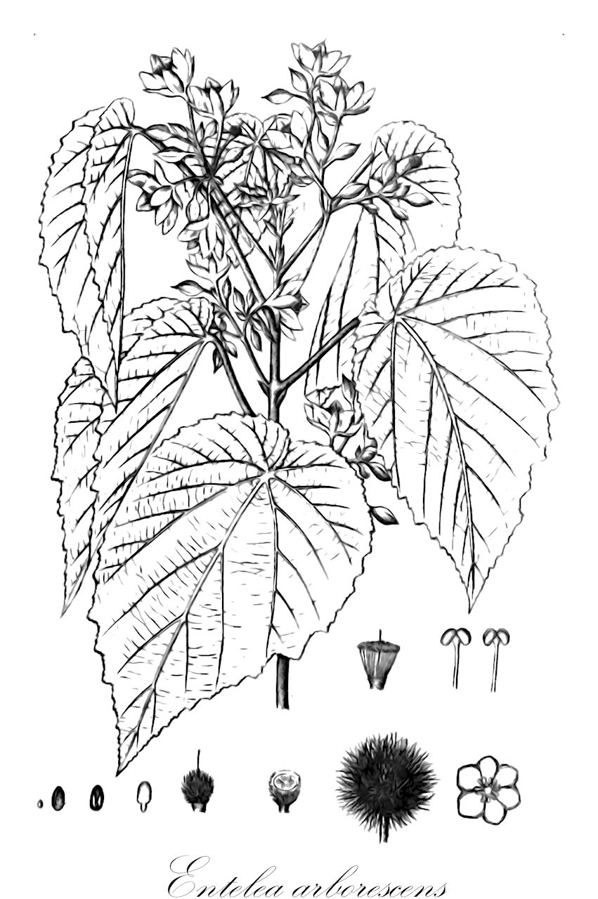 Entelea arborescens - Malvaceae,Plantae,Pteridobiotina,Angiosperms,Malvales,Malvaceae,Entelea,Entelea arborescens,Apeiba australis, Corchorus sloaneoides, Corchorus sloanoides, Entelea australis, Entelea bakeri, Entelea palmata, Entelea pubescens, Entelea sloaneoides, Sparrmannia palmata
