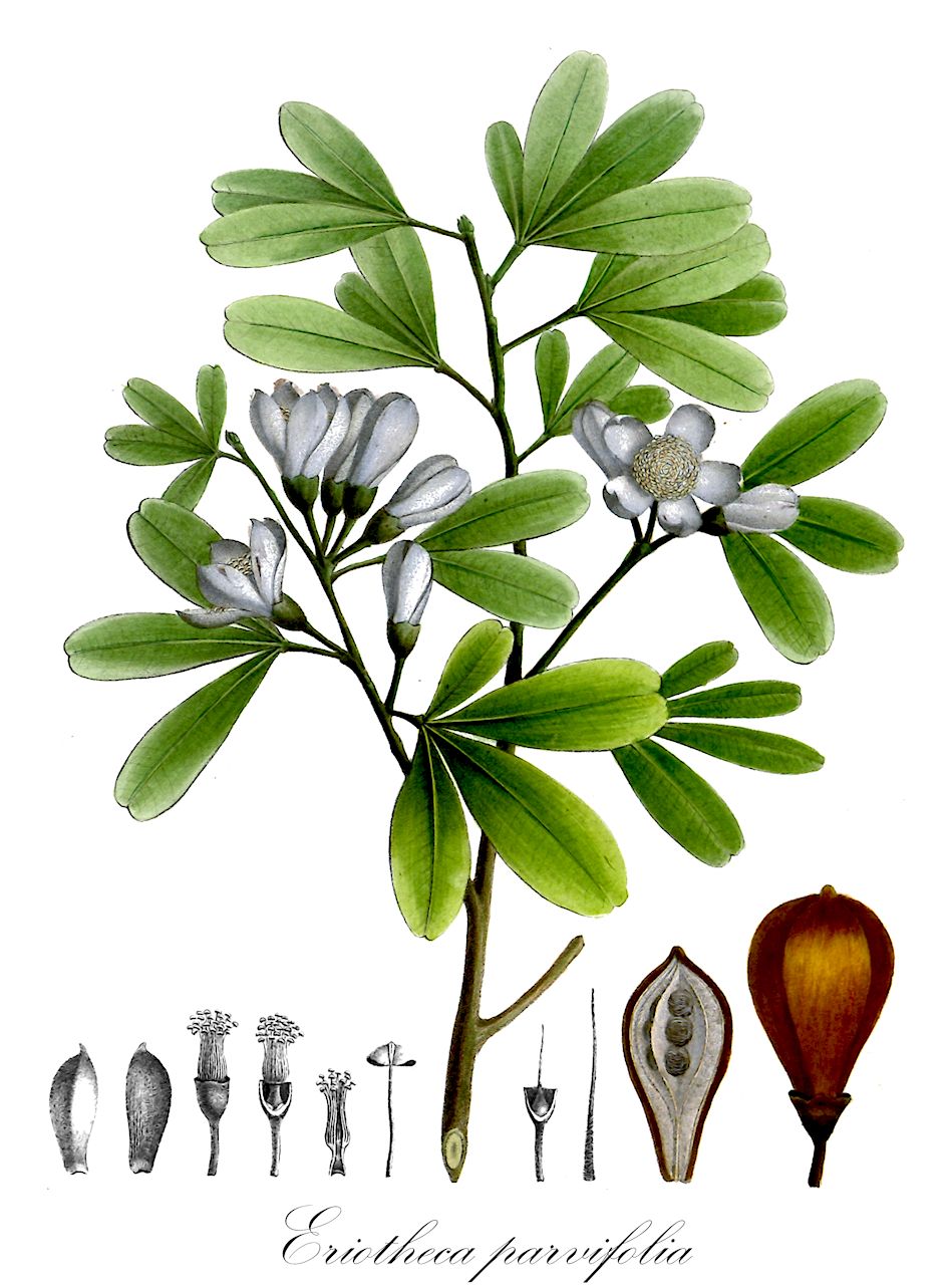 Eriotheca parvifolia - Malvaceae,Plantae,Pteridobiotina,Angiosperms,Malvales,Malvaceae,Eriotheca,Eriotheca parvifolia,Bombax parviflorum, Bombax parvifolium, Eriotheca parviflora