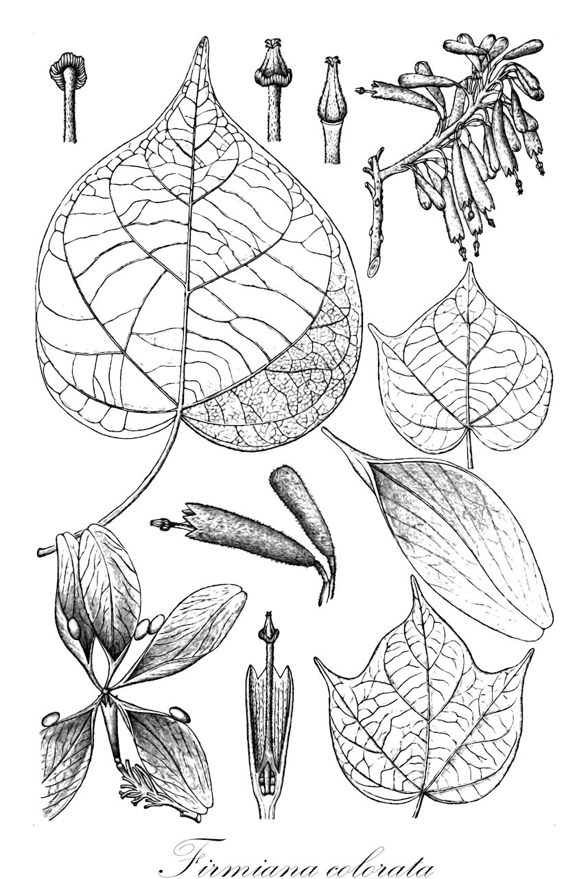 Firmiana colorata - Malvaceae,Plantae,Pteridobiotina,Angiosperms,Malvales,Malvaceae,Firmiana,Firmiana colorata,Clompanus colorata, Erythropsis colorata, Erythropsis roxburghiana, Firmiana rubriflora, Karaka colorata, Sterculia colorata, Sterculia rubicunda