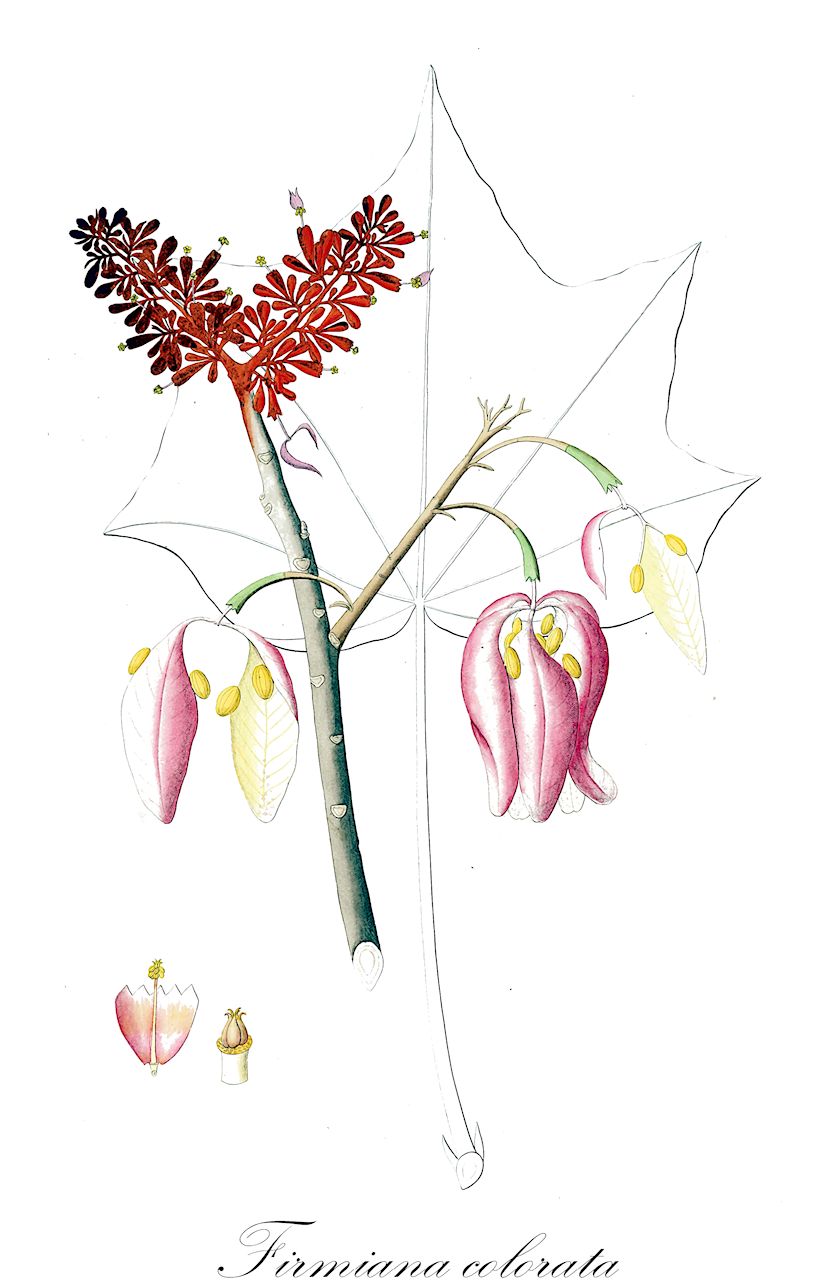 Firmiana colorata - Malvaceae,Plantae,Pteridobiotina,Angiosperms,Malvales,Malvaceae,Firmiana,Firmiana colorata,Clompanus colorata, Erythropsis colorata, Erythropsis roxburghiana, Firmiana rubriflora, Karaka colorata, Sterculia colorata, Sterculia rubicunda