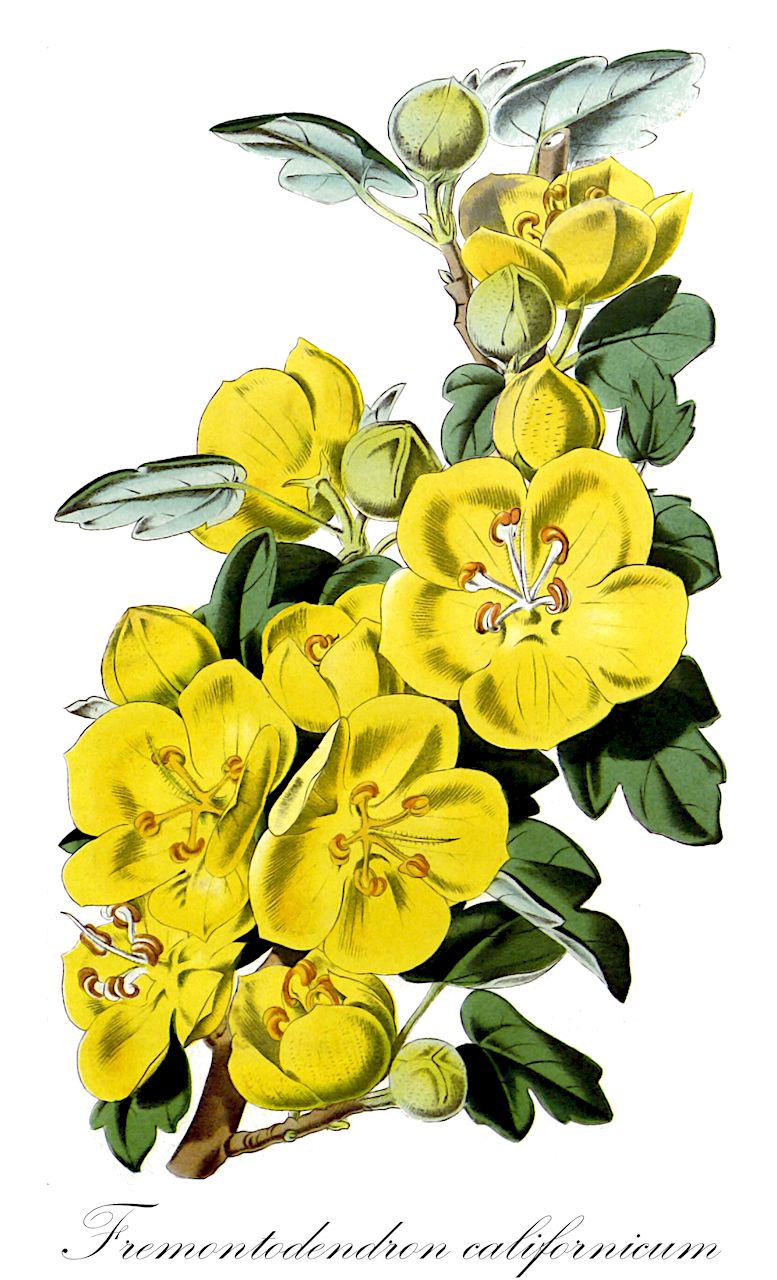 Fremontodendron californicum - Malvaceae,Plantae,Pteridobiotina,Angiosperms,Malvales,Malvaceae,Fremontodendron,Fremontodendron californicum,Cheirostemon californicus, Chiranthodendron californicum, Fremontia californica, Fremontia napaense,Kalifornischer Flanellstrauch