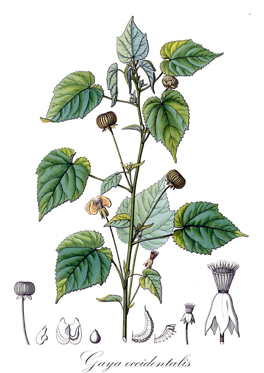 Gaya occidentalis - Malvaceae,Plantae,Pteridobiotina,Angiosperms,Malvales,Malvaceae,Gaya,Gaya occidentalis,Abutilon cubanum, Abutilon deflexum, Abutilon occidentale, Gaya affinis, Gaya subtriloba, Sida cubensis, Sida deflexa, Sida occidentalis, Sida spicata, Sida subtriloba, Wissadula spicata