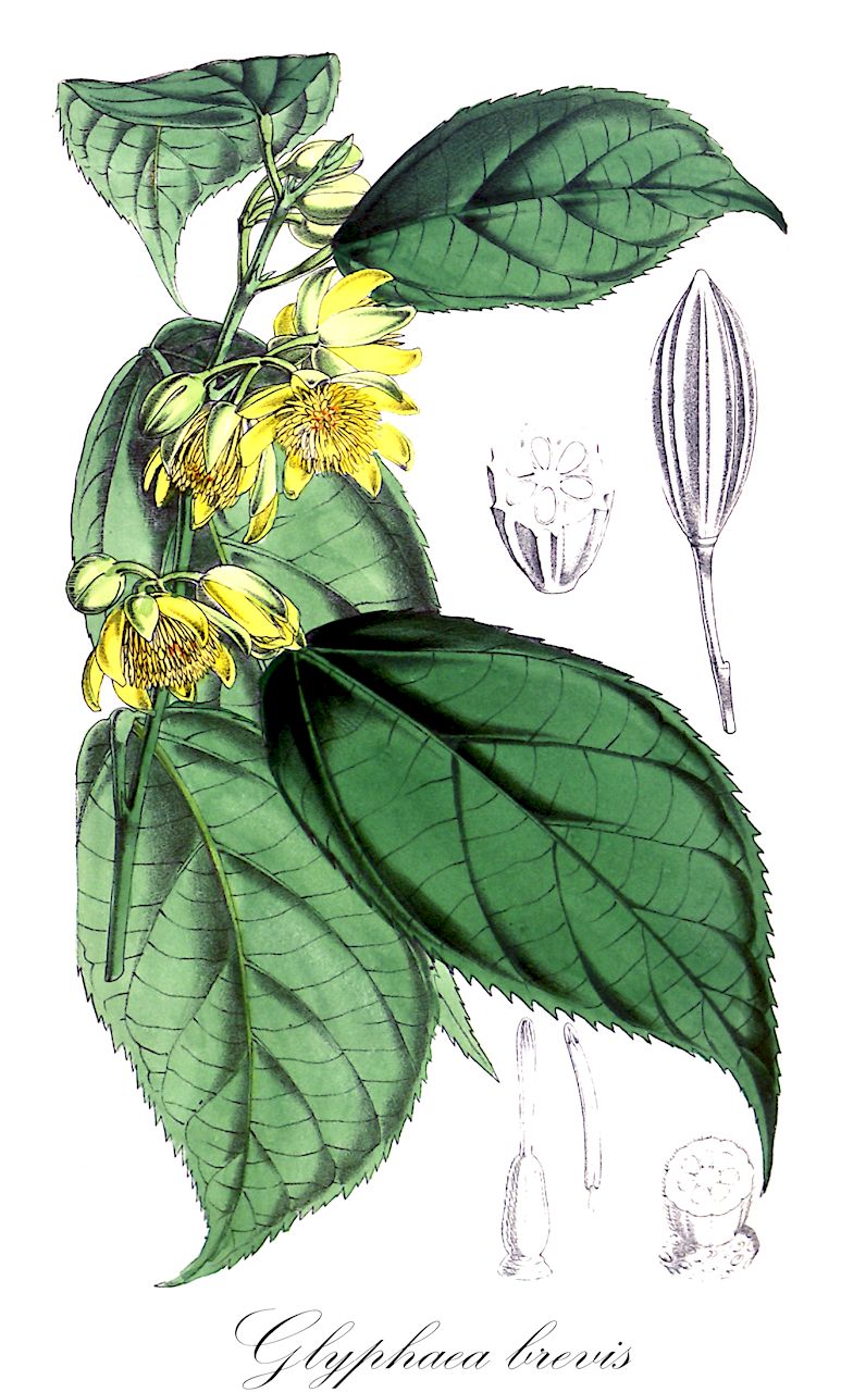 Glyphaea brevis - Malvaceae,Plantae,Pteridobiotina,Angiosperms,Malvales,Malvaceae,Glyphaea,Glyphaea brevis,Capparis brevis, Glyphaea grewioides, Glyphaea lateriflora, Glyphaea monteiroi, Grewia lateriflora, Schweinfurthafra lateriflora