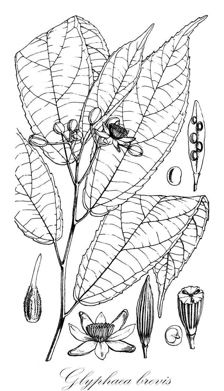 Glyphaea brevis - Malvaceae,Plantae,Pteridobiotina,Angiosperms,Malvales,Malvaceae,Glyphaea,Glyphaea brevis,Capparis brevis, Glyphaea grewioides, Glyphaea lateriflora, Glyphaea monteiroi, Grewia lateriflora, Schweinfurthafra lateriflora