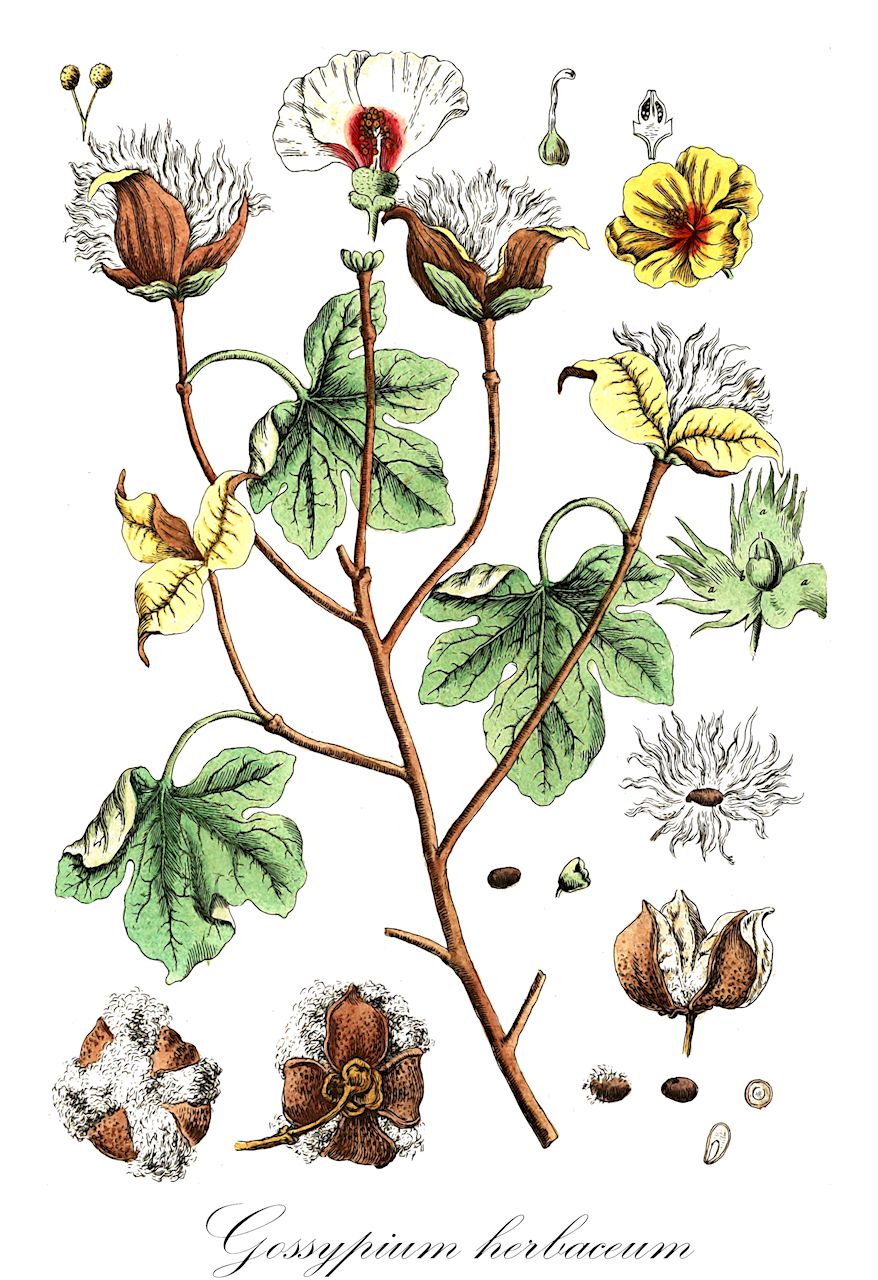 Gossypium herbaceum - Malvaceae,Plantae,Pteridobiotina,Angiosperms,Malvales,Malvaceae,Gossypium,Gossypium herbaceum,Gossypium siamense,coton à courte soie;algodón;algodonero;cotone asiatico;Aziatische katoen;algodoeiro;algodoeiro-asiático;algodoeiro-do-levante;травянистый хлопчатник;африкано-азиатский хлопчатник;хлопчатник африкано-азиатский;хлопчатник травянистый;pamuk;cotoner;pamuk;indisk bomull;liñabera;cǎo mián;草棉