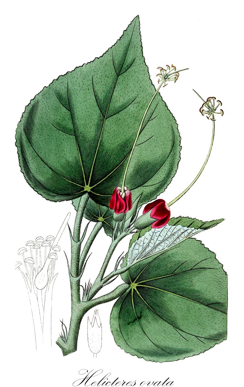 Helicteres ovata - Malvaceae,Plantae,Pteridobiotina,Angiosperms,Malvales,Malvaceae,Helicteres,Helicteres ovata,Helicteres brasiliensis, Helicteres ferruginata, Helicteres martiana, Helicteres verbascifolia, Helicteres verbascifolia